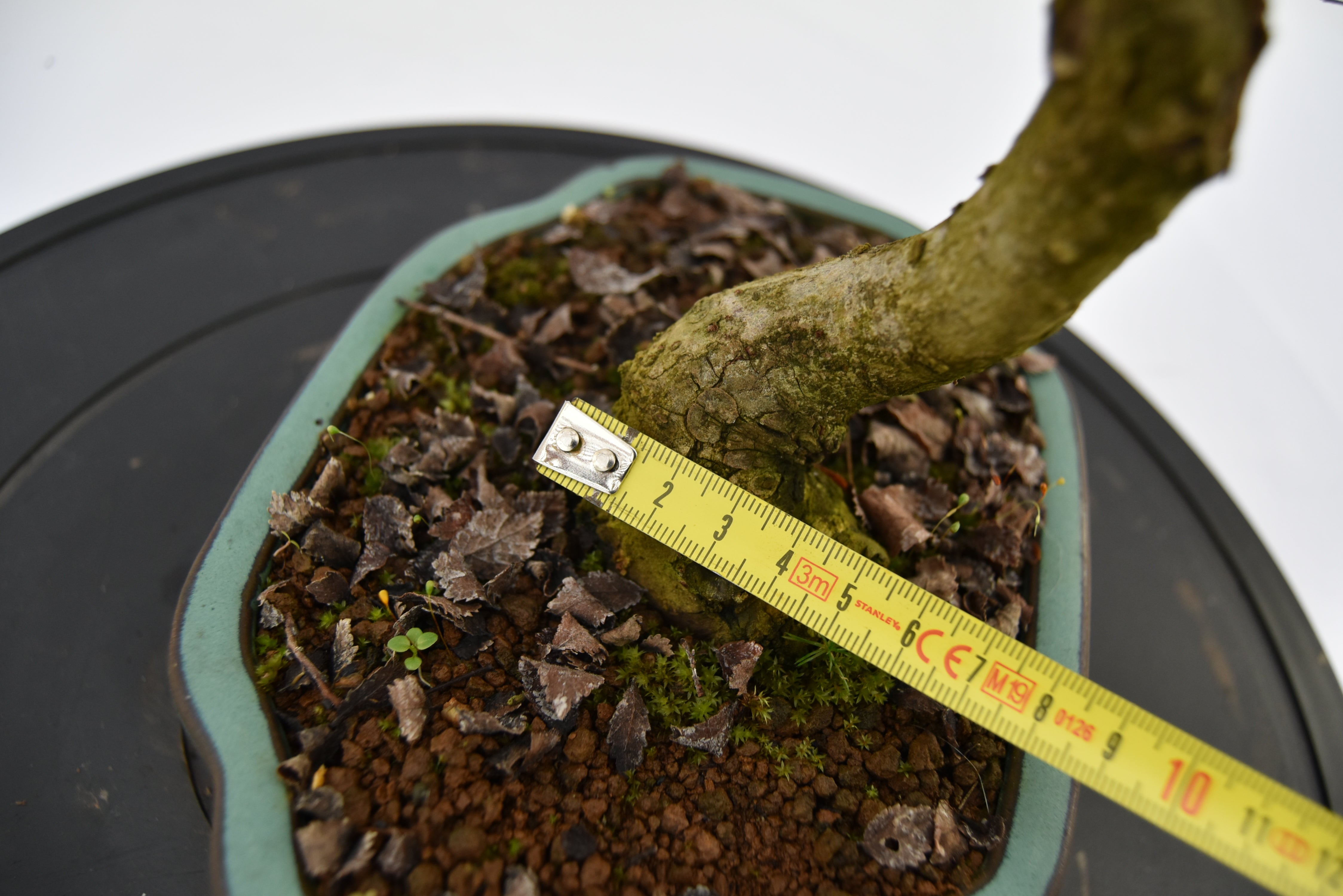 Olmo Campestre € 180 | La Gemma del bonsai