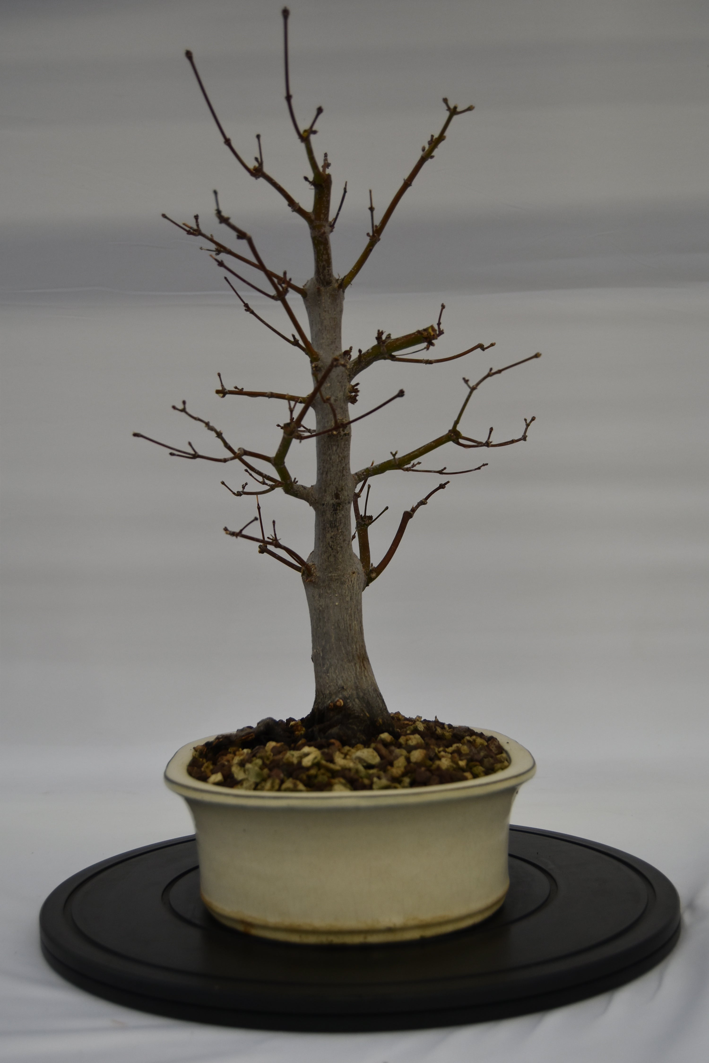 Acero Atropurpureum € 240 | La Gemma del bonsai