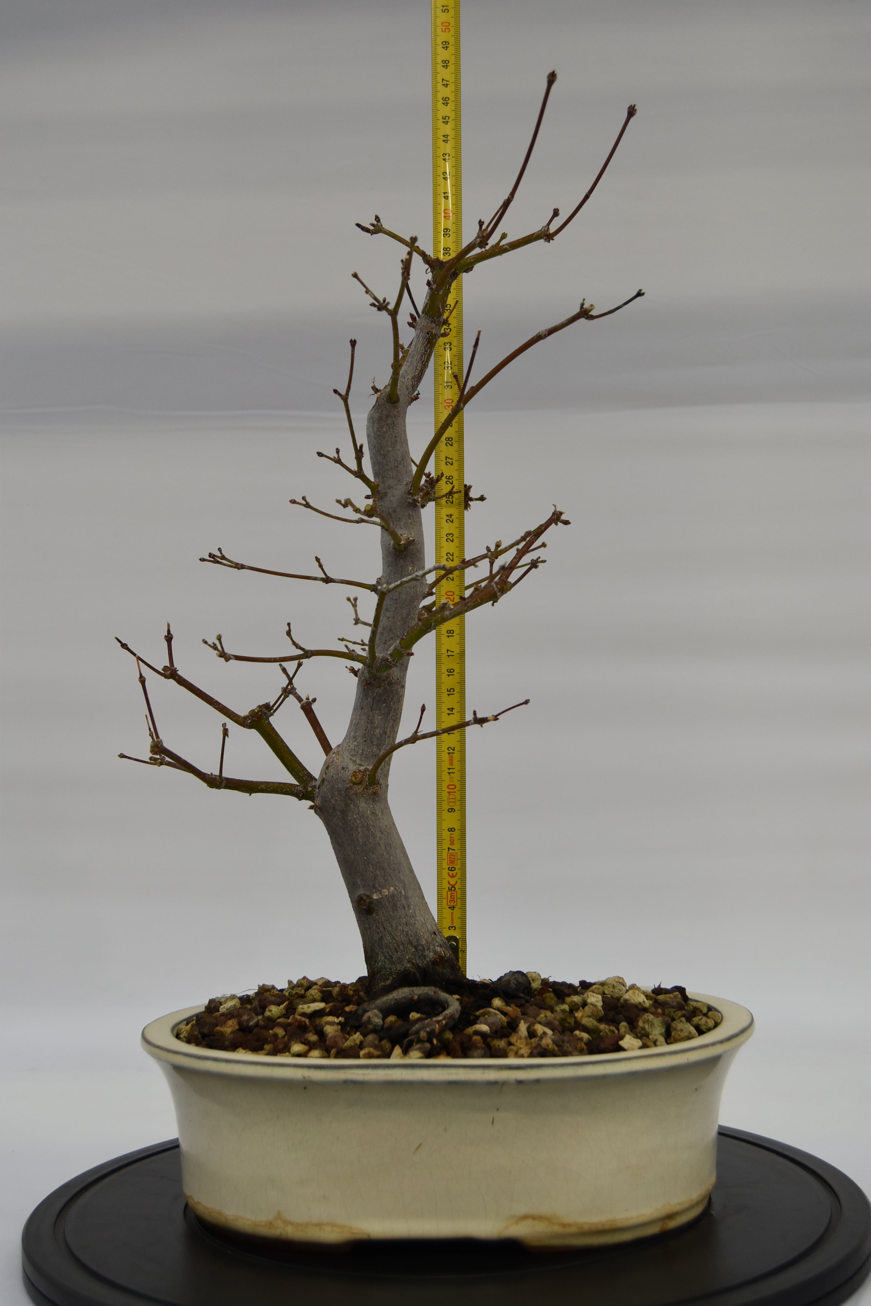 Acero Atropurpureum € 240 | La Gemma del bonsai