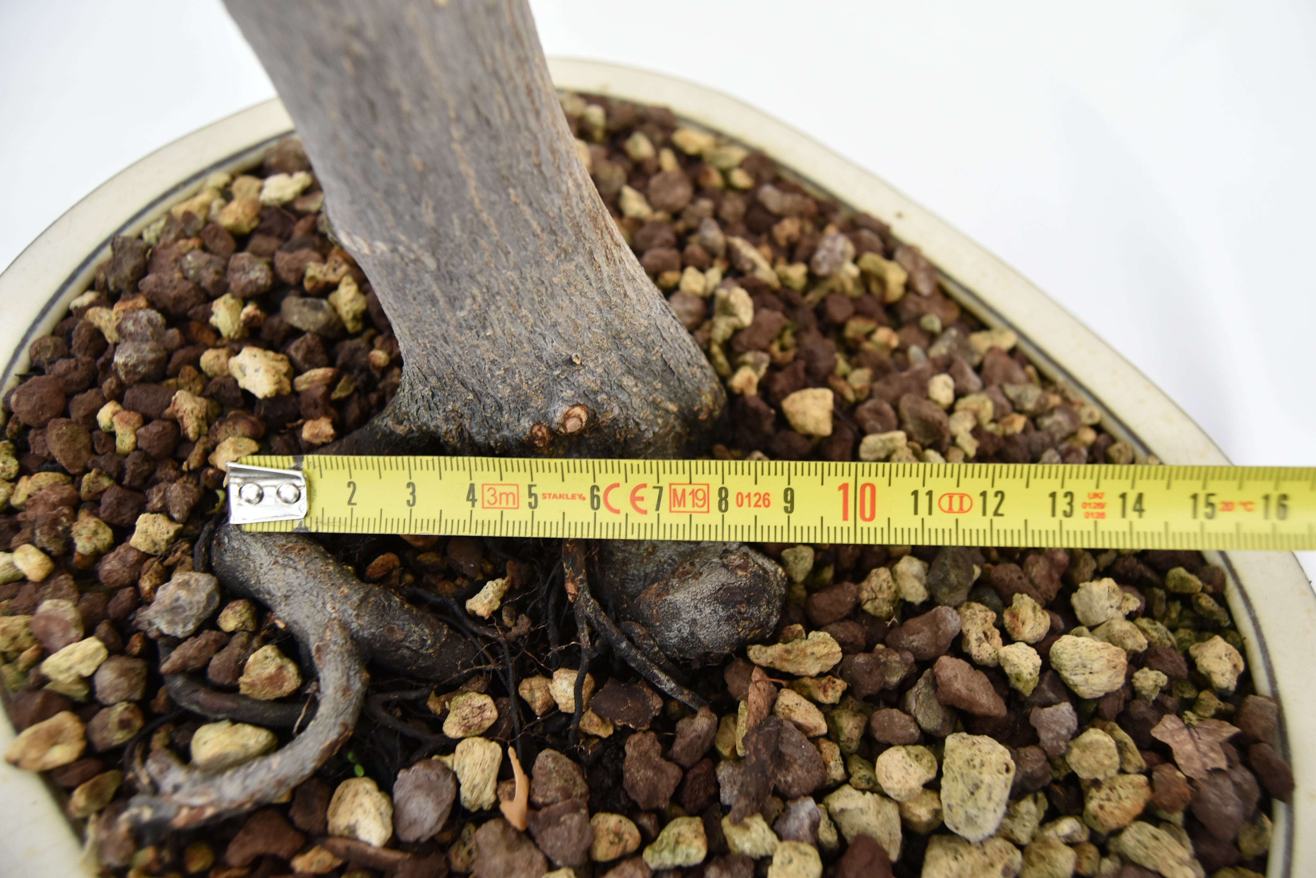 Acero Atropurpureum € 240 | La Gemma del bonsai