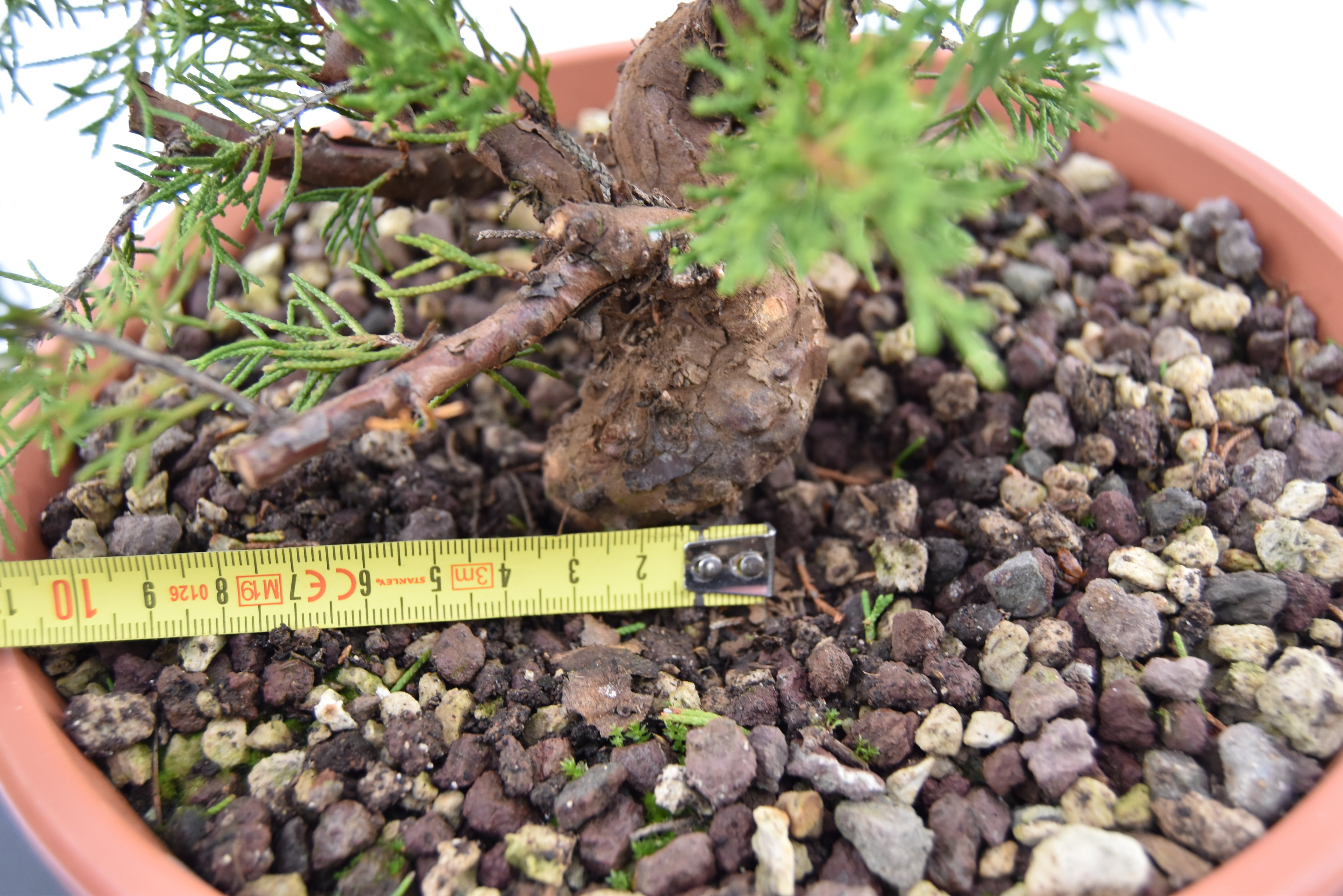 Ginepro Itoigawa €120 | La Gemma del bonsai