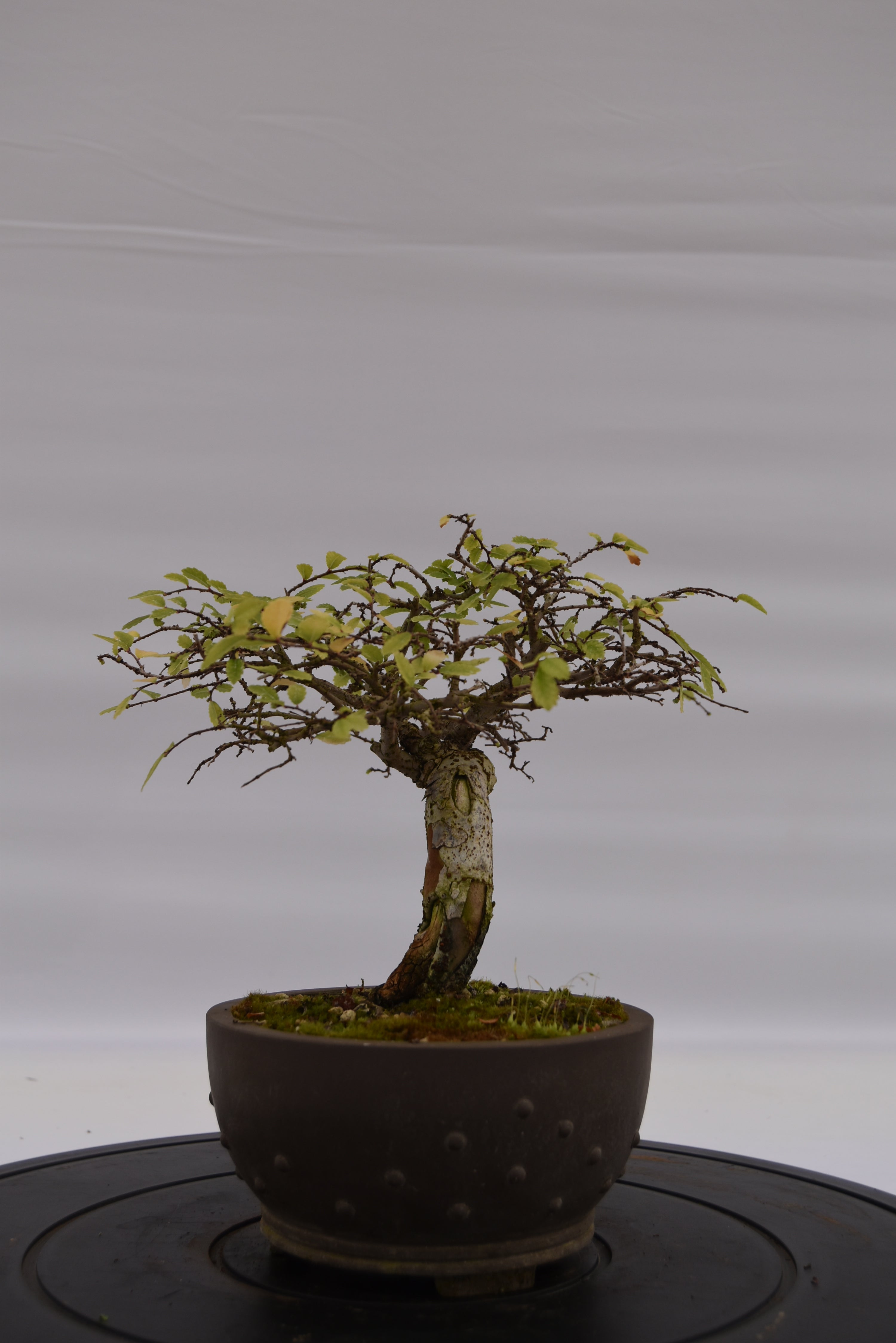 Olmo Zelkova € 150 | La Gemma del bonsai