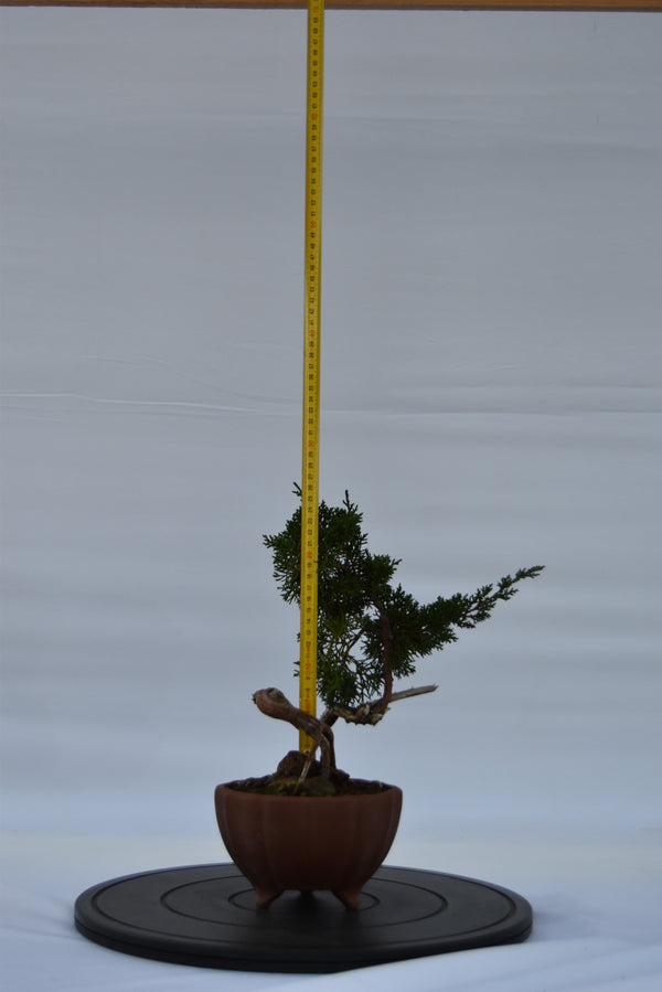 Ginepro Kishu con secco €180 | La Gemma del bonsai