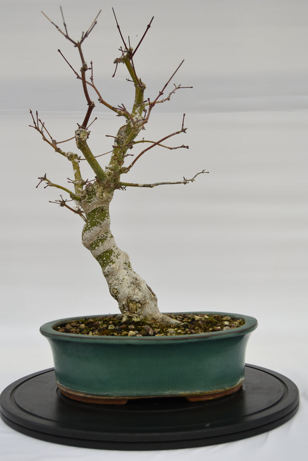 Acero Katsura € 350 | La Gemma del bonsai