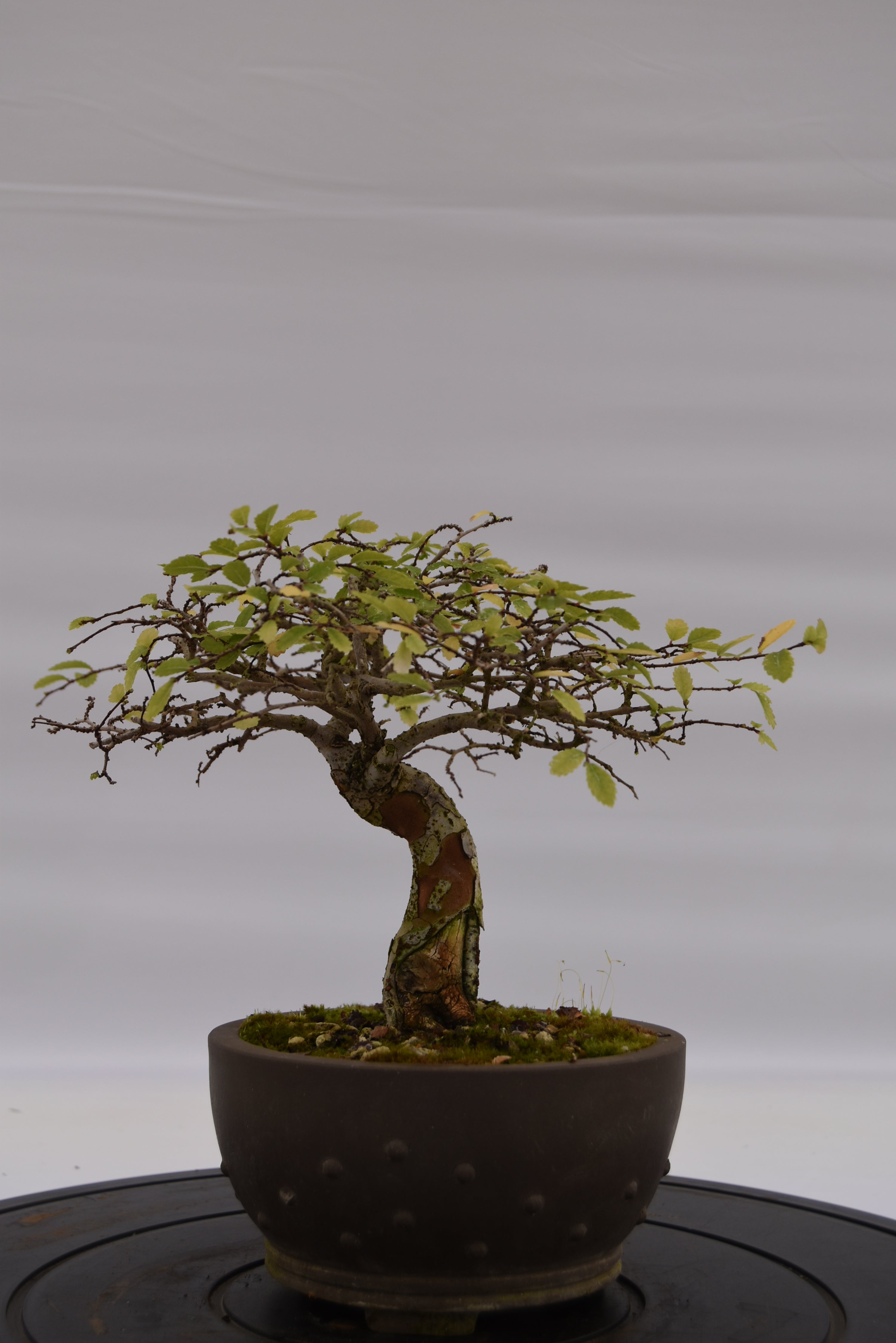 Olmo Zelkova € 150 | La Gemma del bonsai