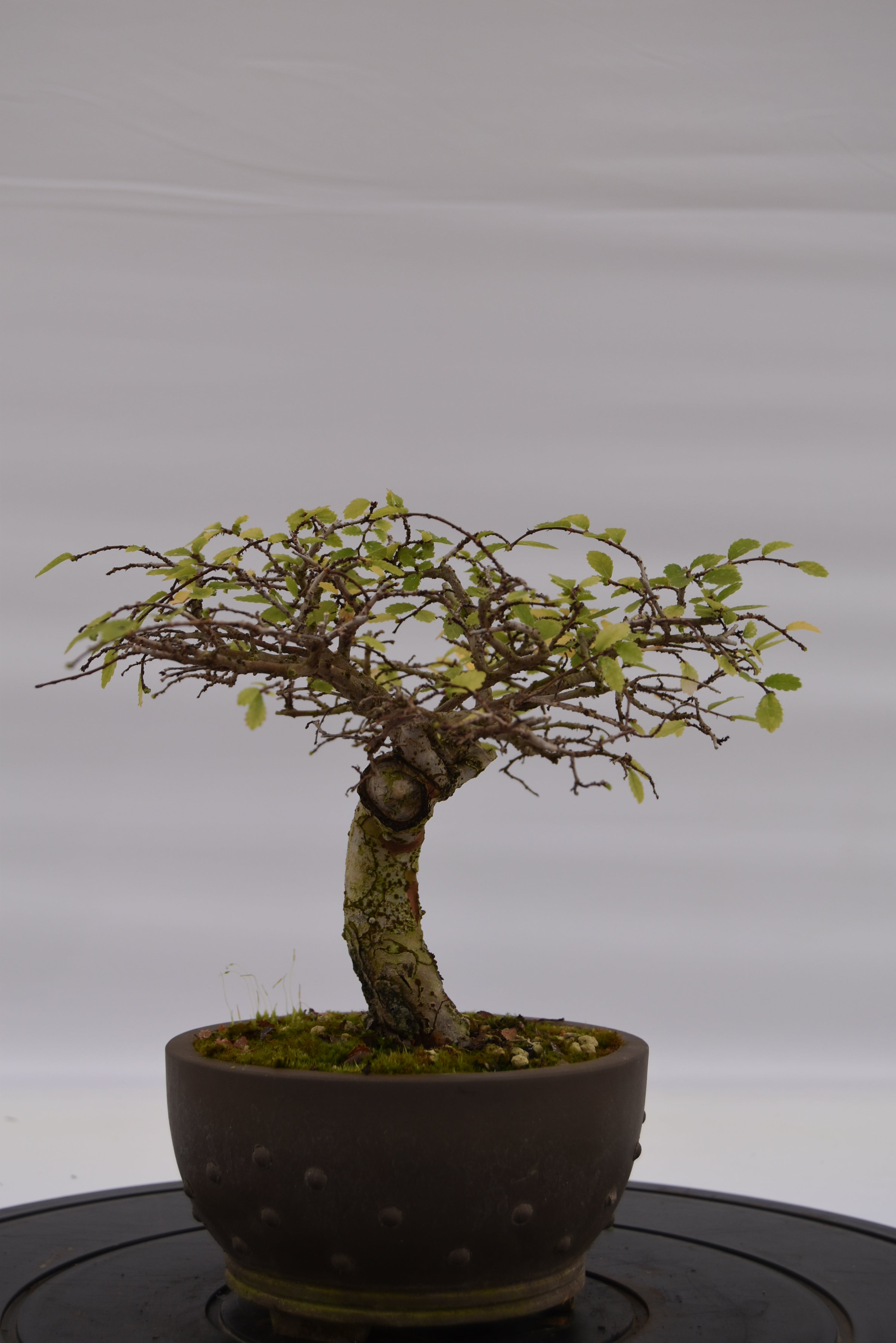Olmo Zelkova € 150 | La Gemma del bonsai