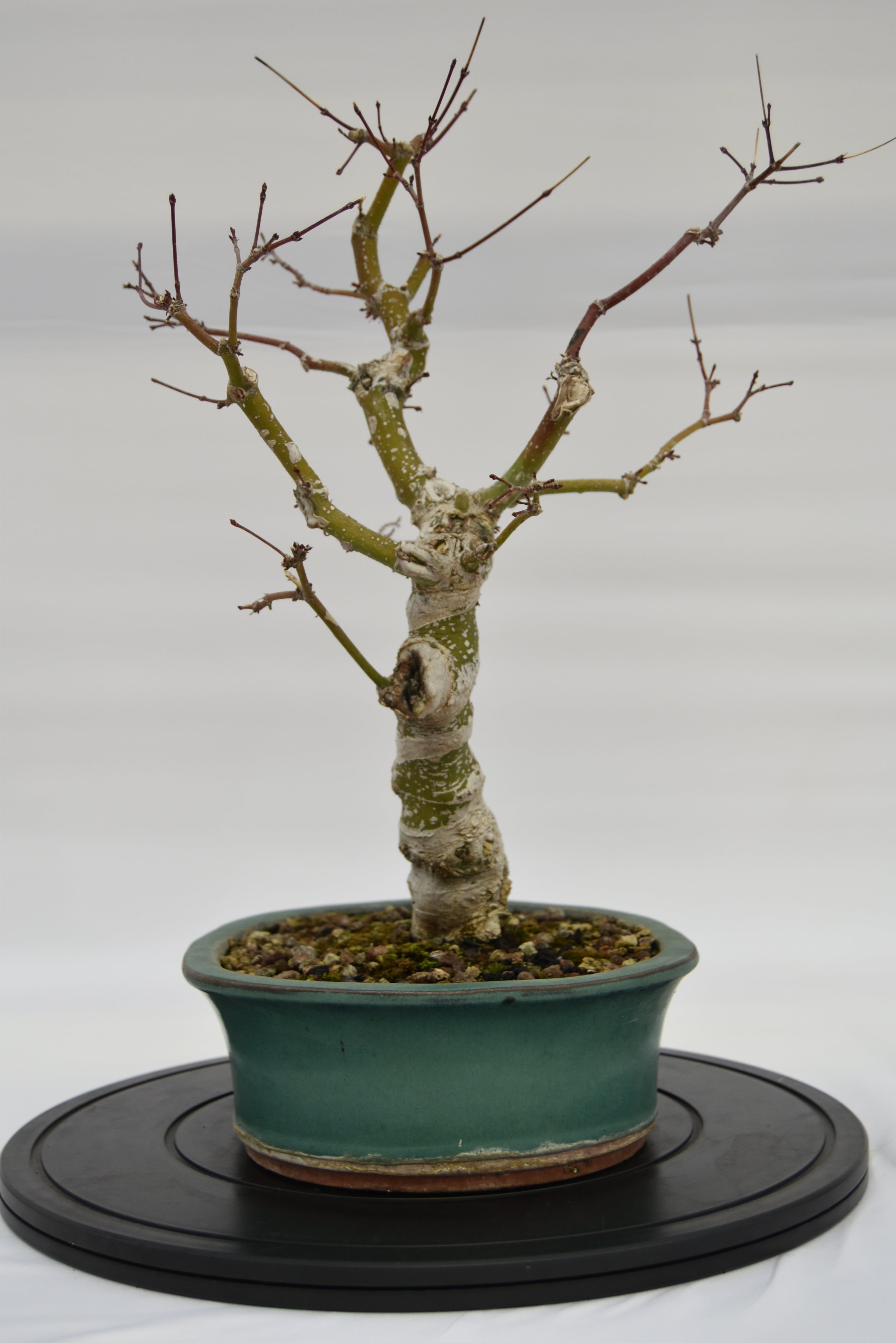 Acero Katsura € 350 | La Gemma del bonsai