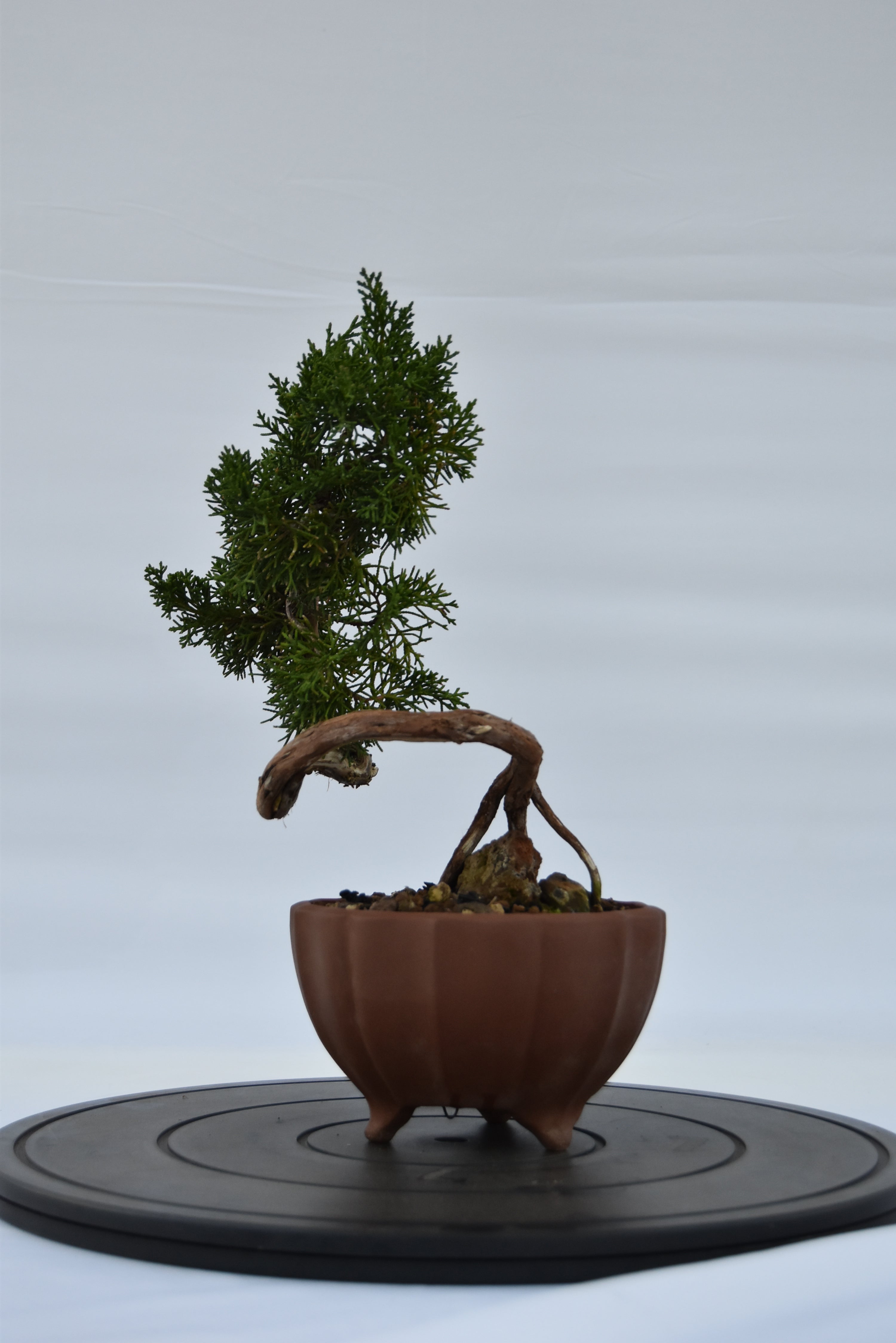 Ginepro Kishu con secco €180 | La Gemma del bonsai