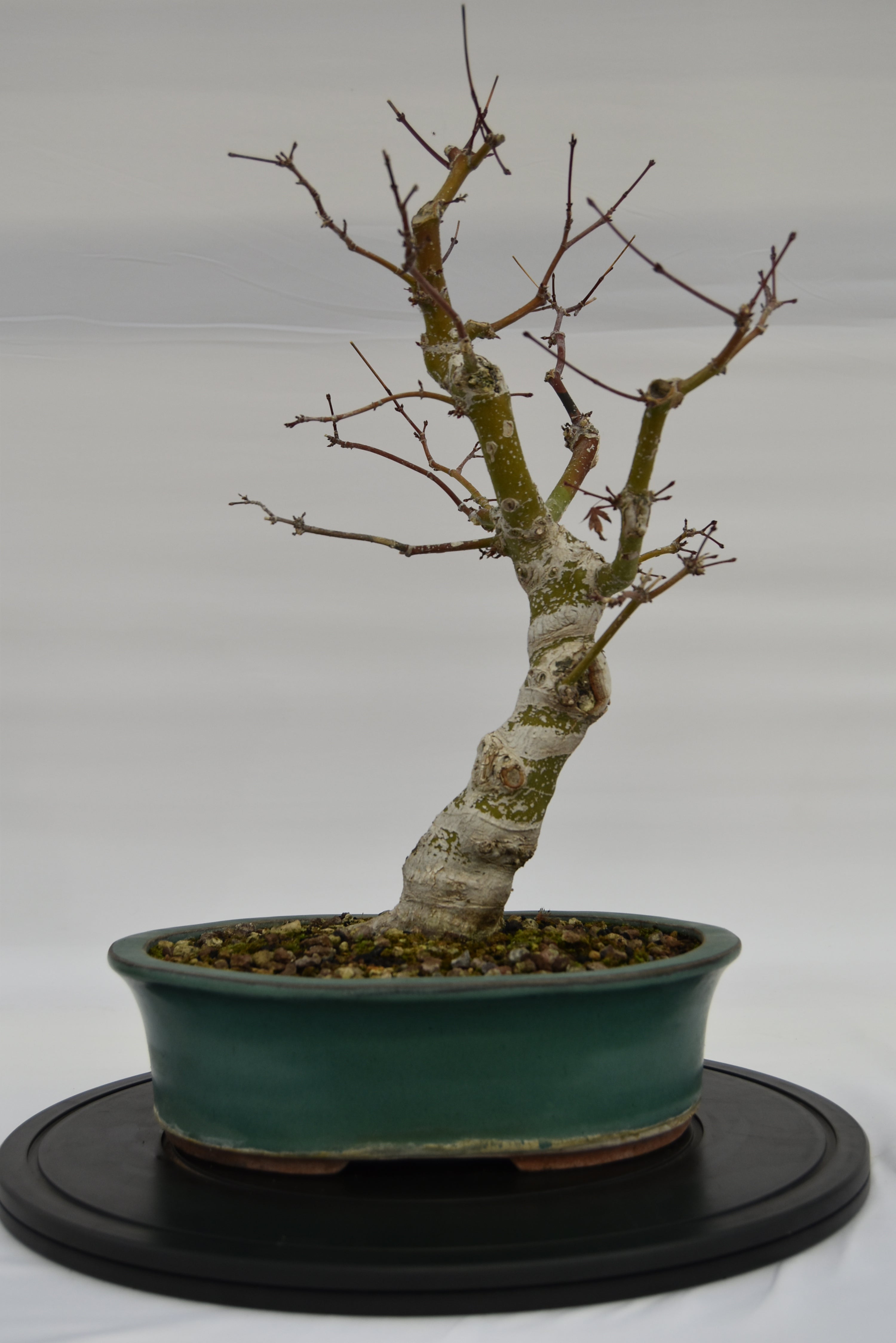 Acero Katsura € 350 | La Gemma del bonsai