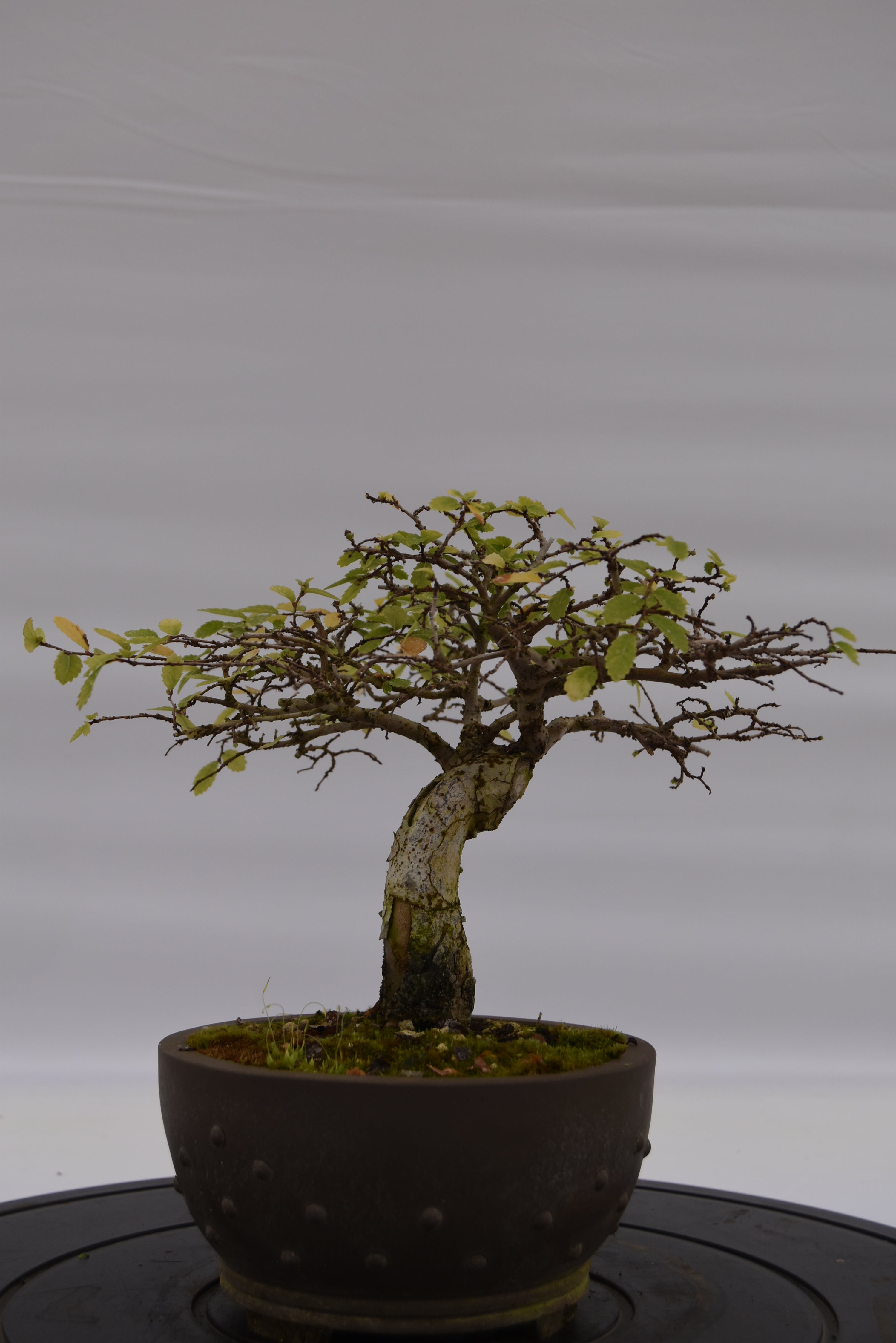 Olmo Zelkova € 150 | La Gemma del bonsai