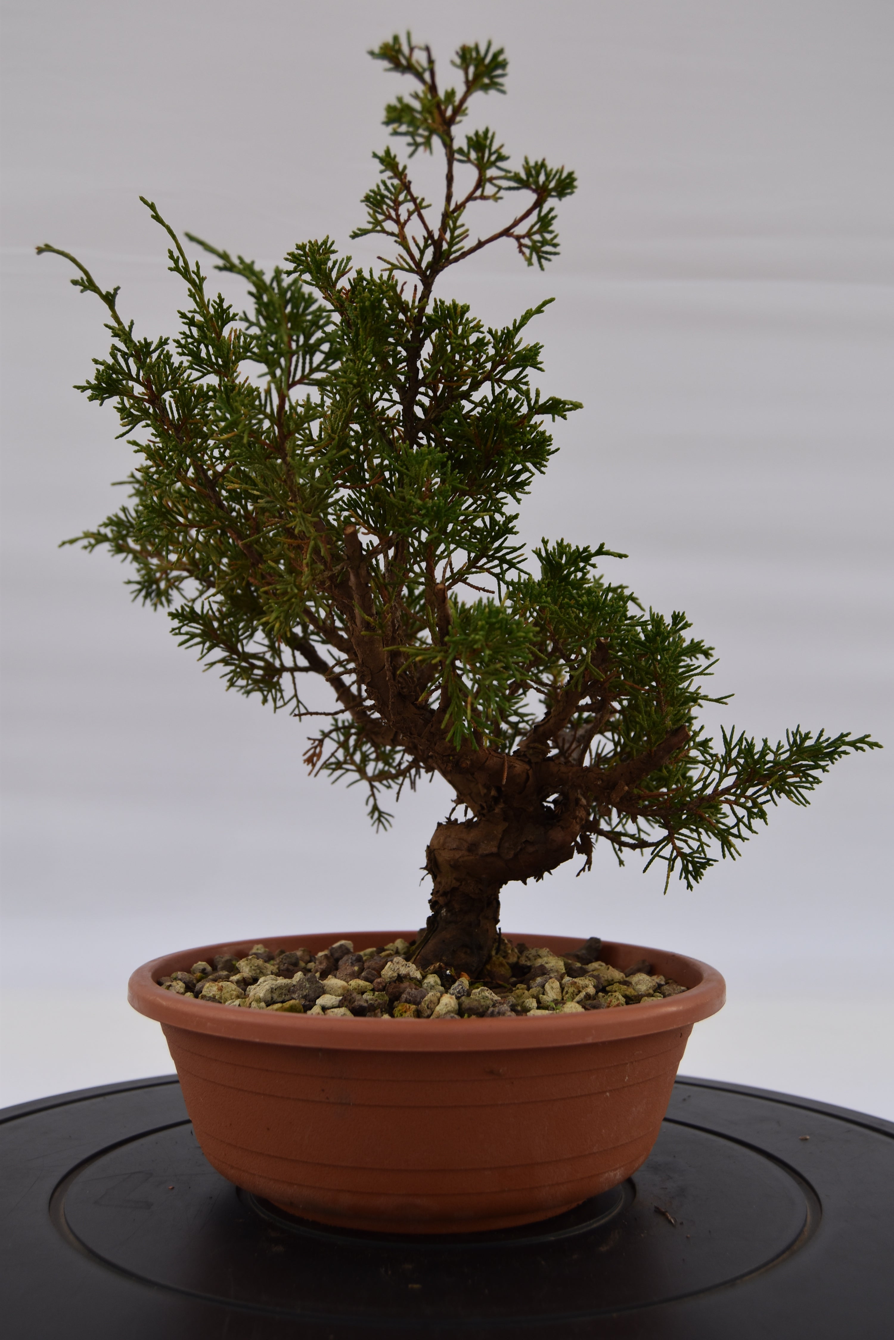 Ginepro Itoigawa €50 | La Gemma del bonsai