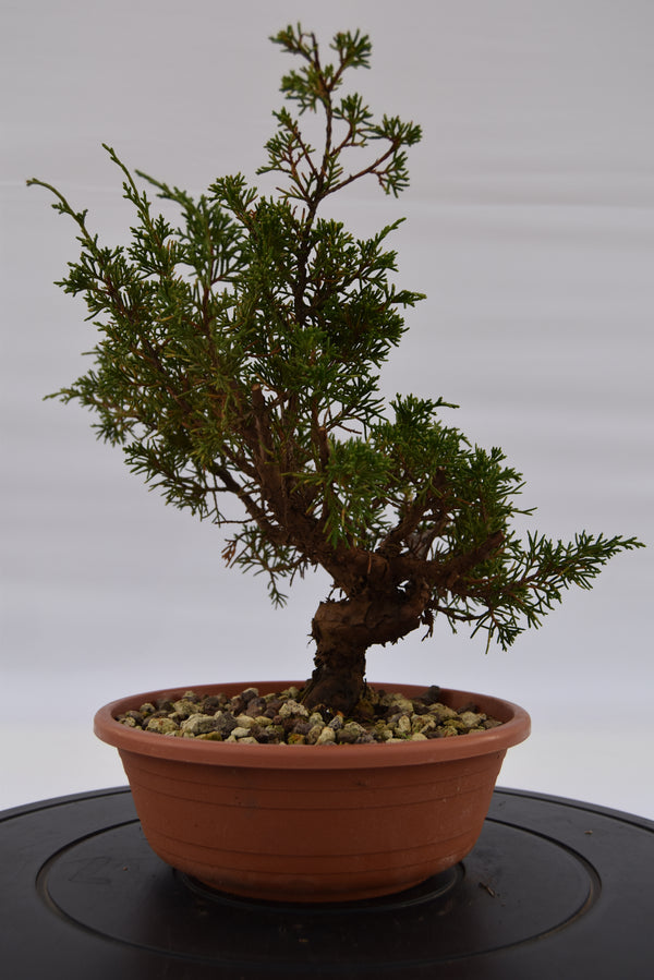 Ginepro Itoigawa €50 | La Gemma del bonsai