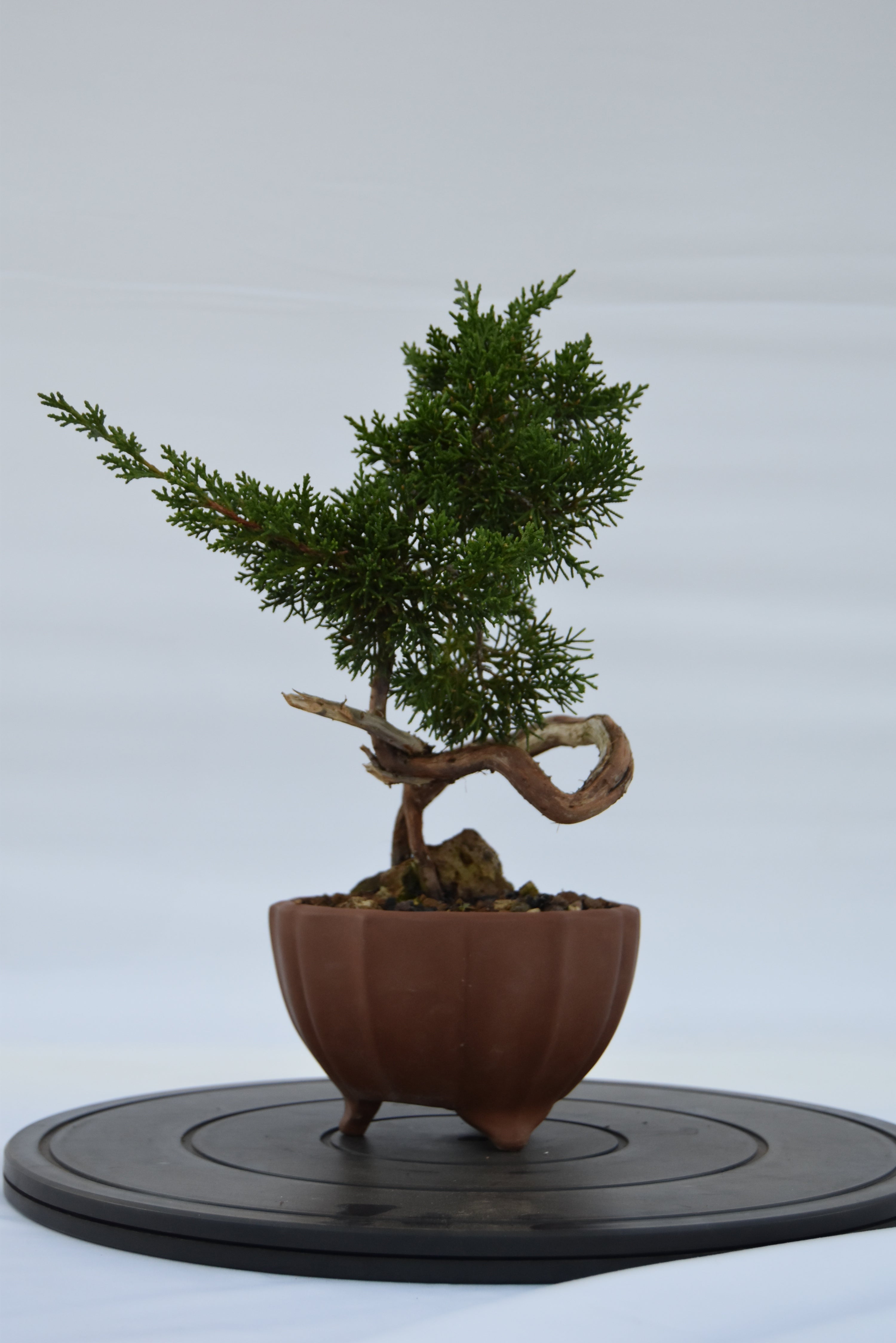 Ginepro Kishu con secco €180 | La Gemma del bonsai