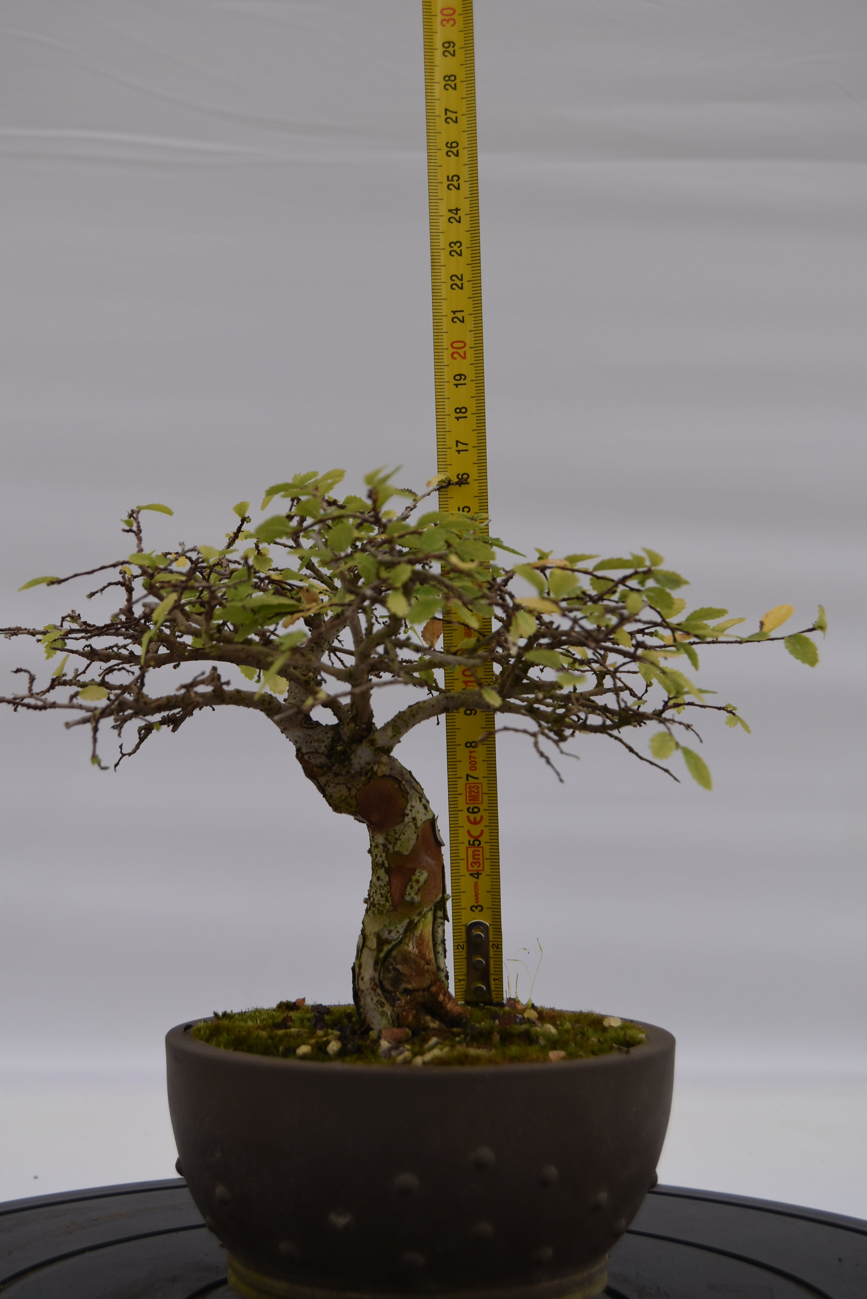 Olmo Zelkova € 150 | La Gemma del bonsai