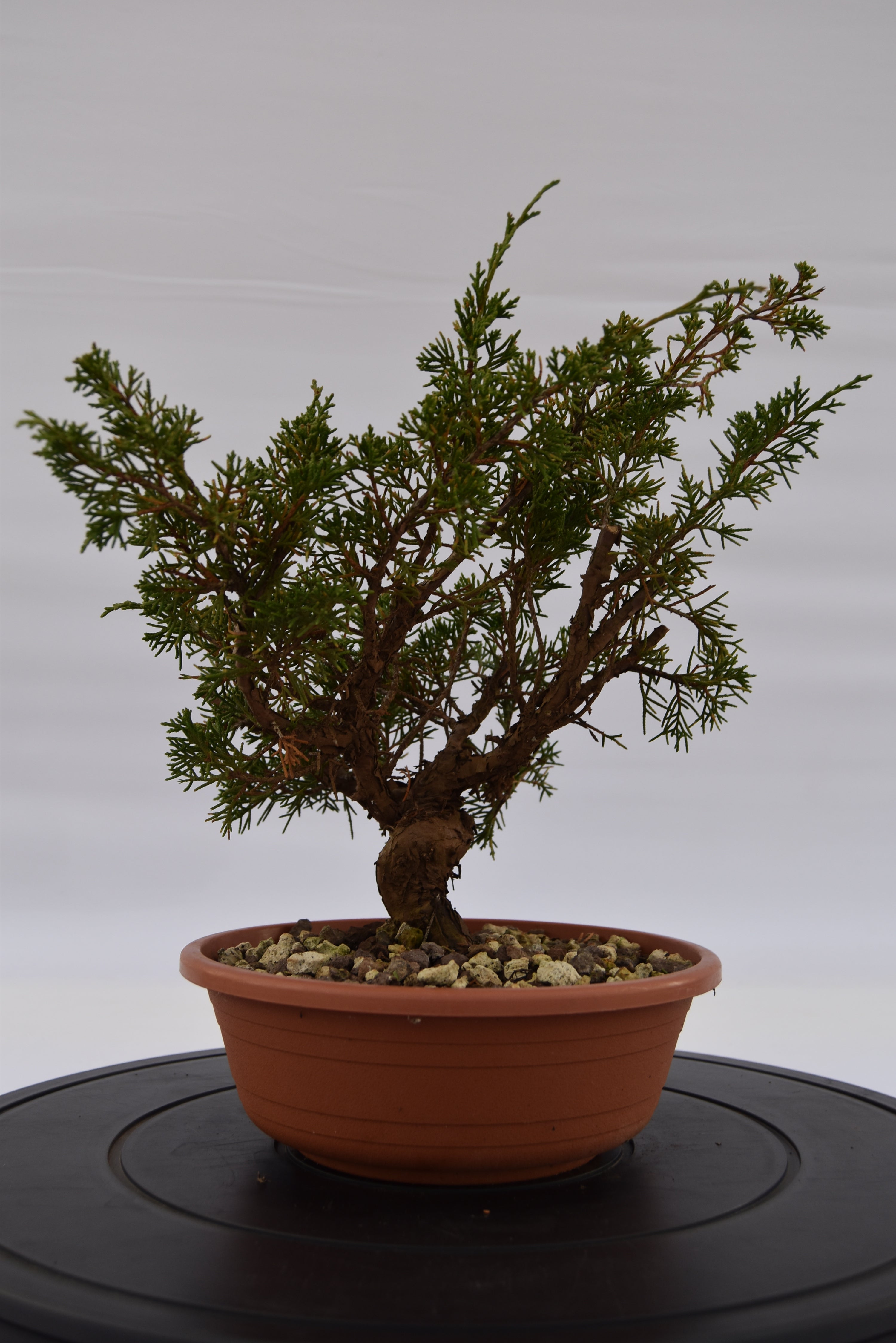 Ginepro Itoigawa €50 | La Gemma del bonsai