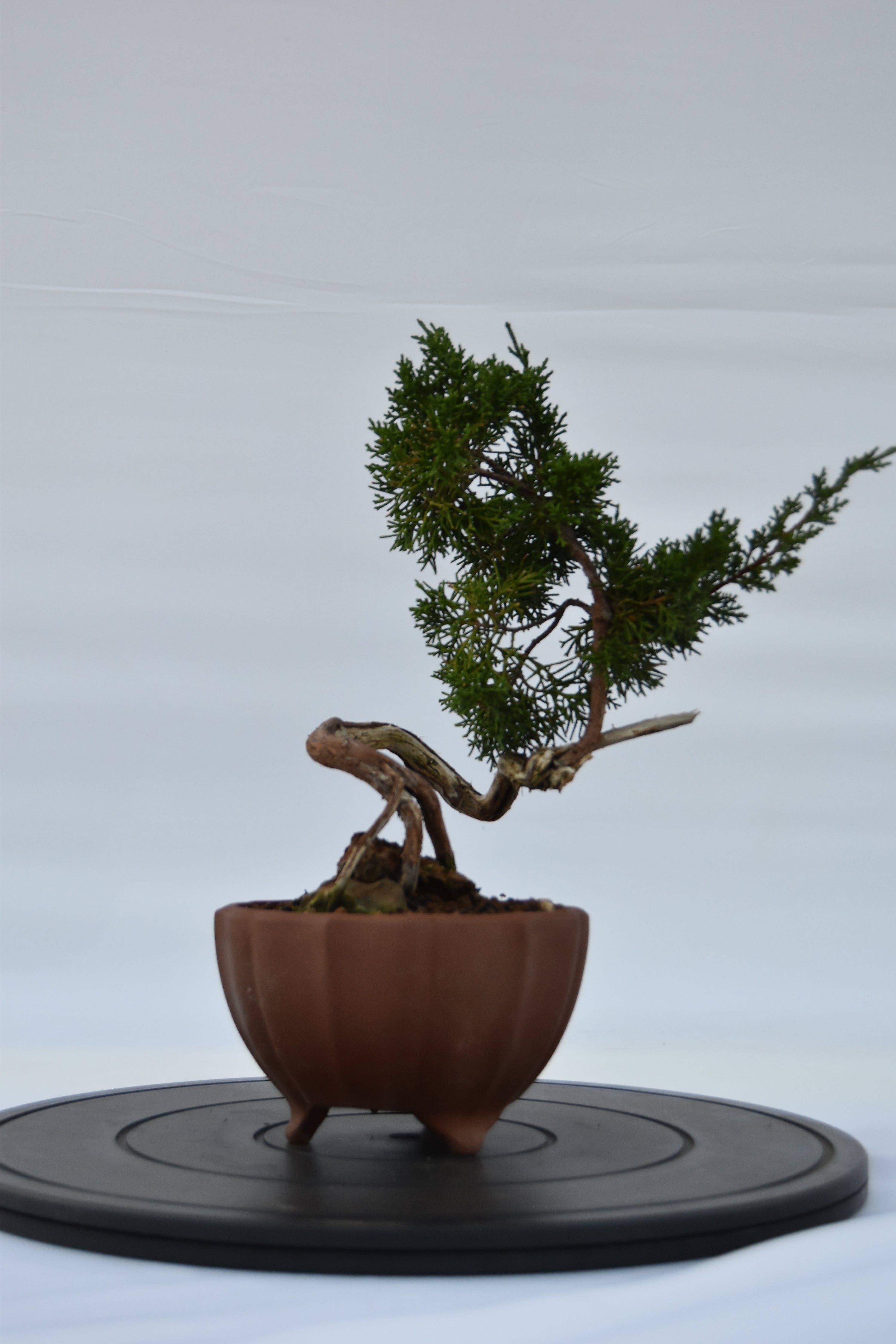 Ginepro Kishu con secco €180 | La Gemma del bonsai