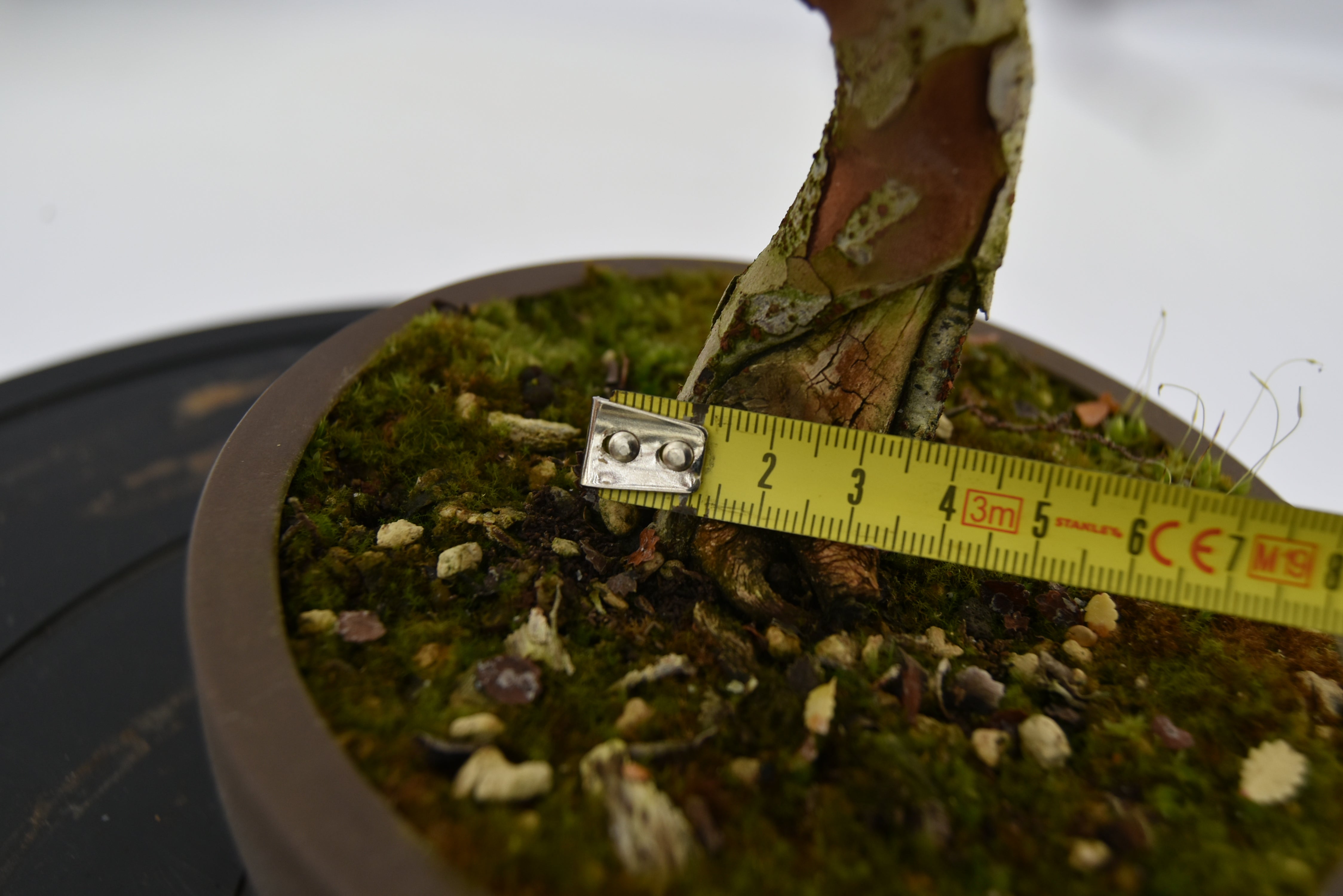 Olmo Zelkova € 150 | La Gemma del bonsai