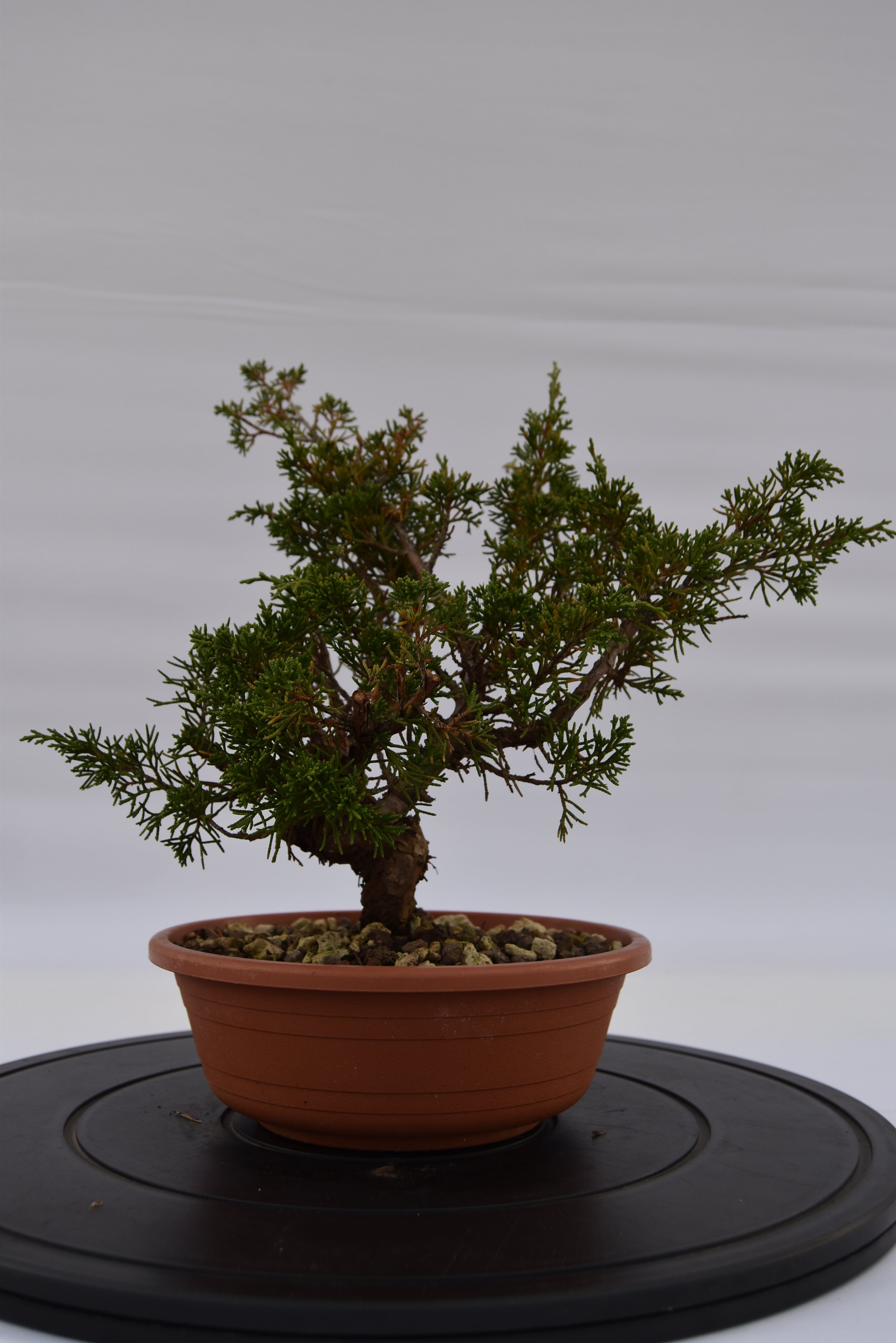Ginepro Itoigawa €50 | La Gemma del bonsai