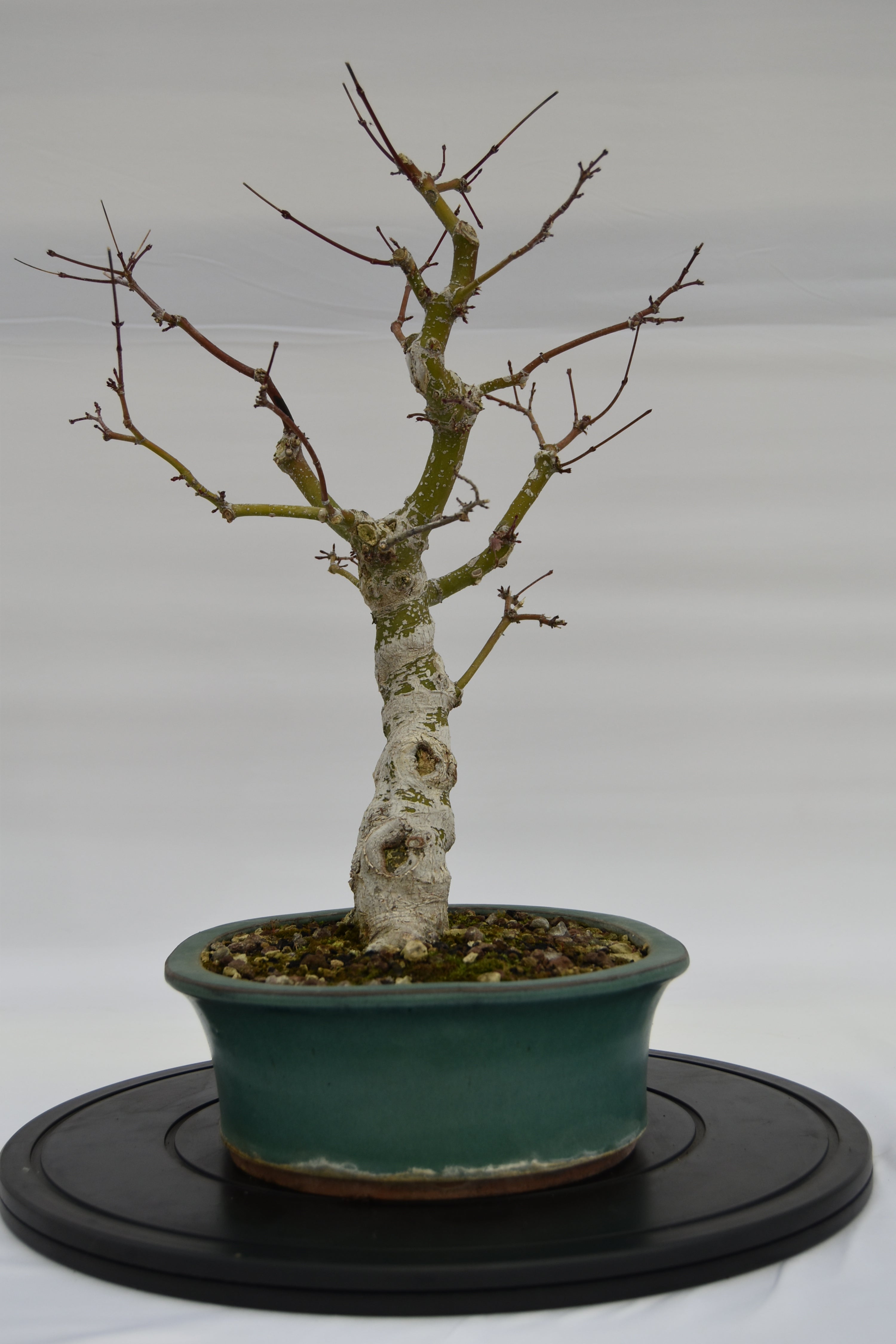Acero Katsura € 350 | La Gemma del bonsai