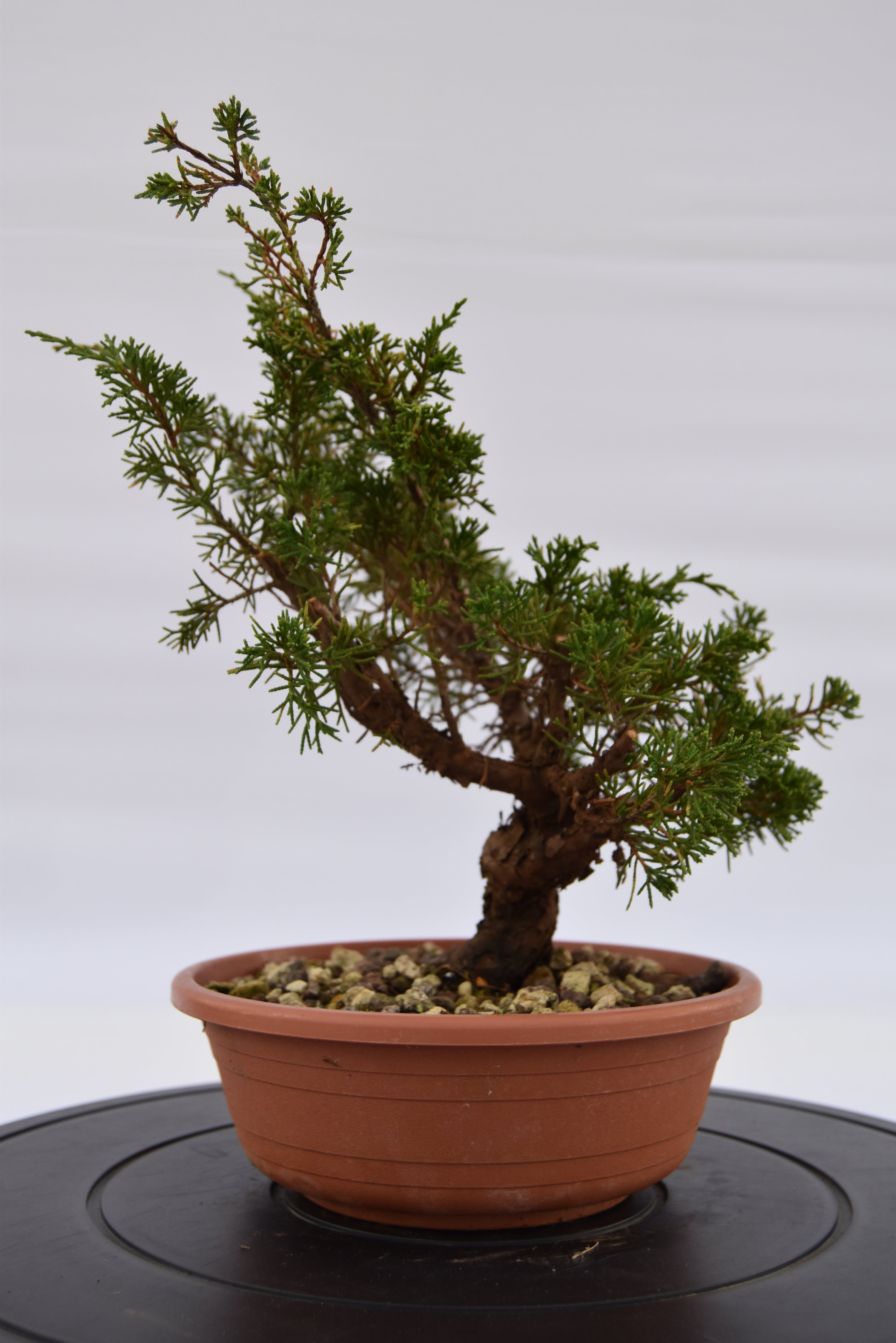 Ginepro Itoigawa €50 | La Gemma del bonsai