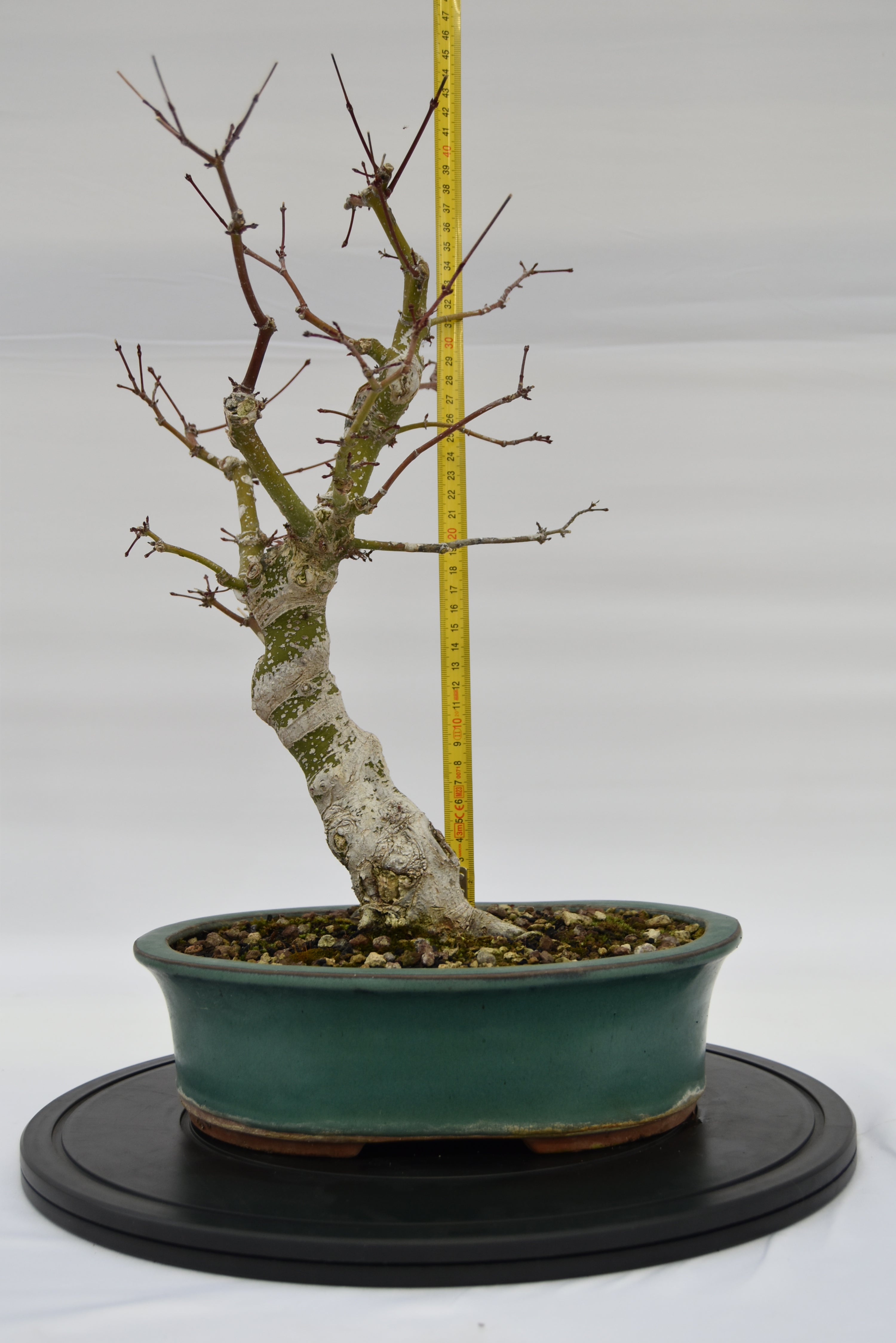 Acero Katsura € 350 | La Gemma del bonsai