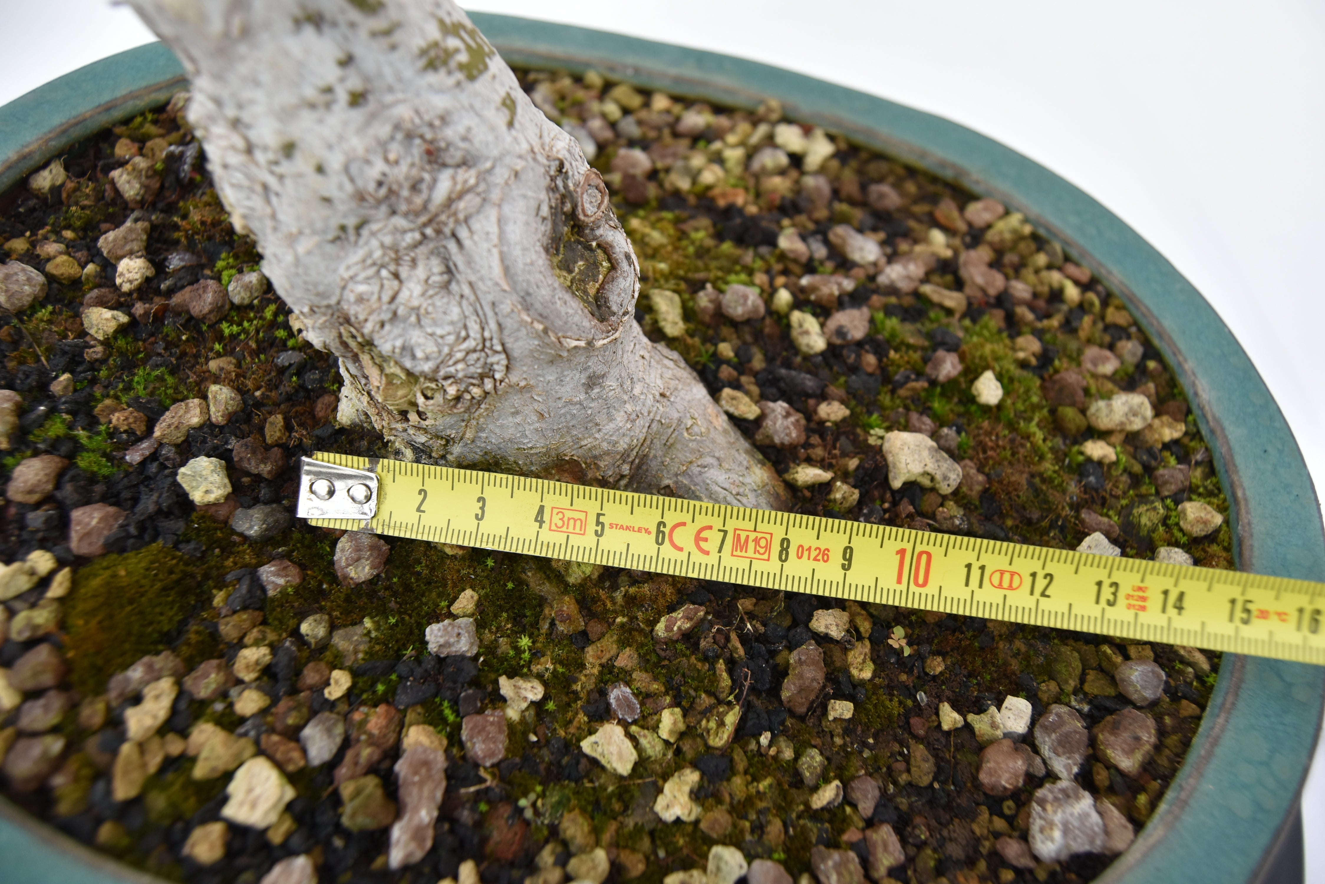 Acero Katsura € 350 | La Gemma del bonsai