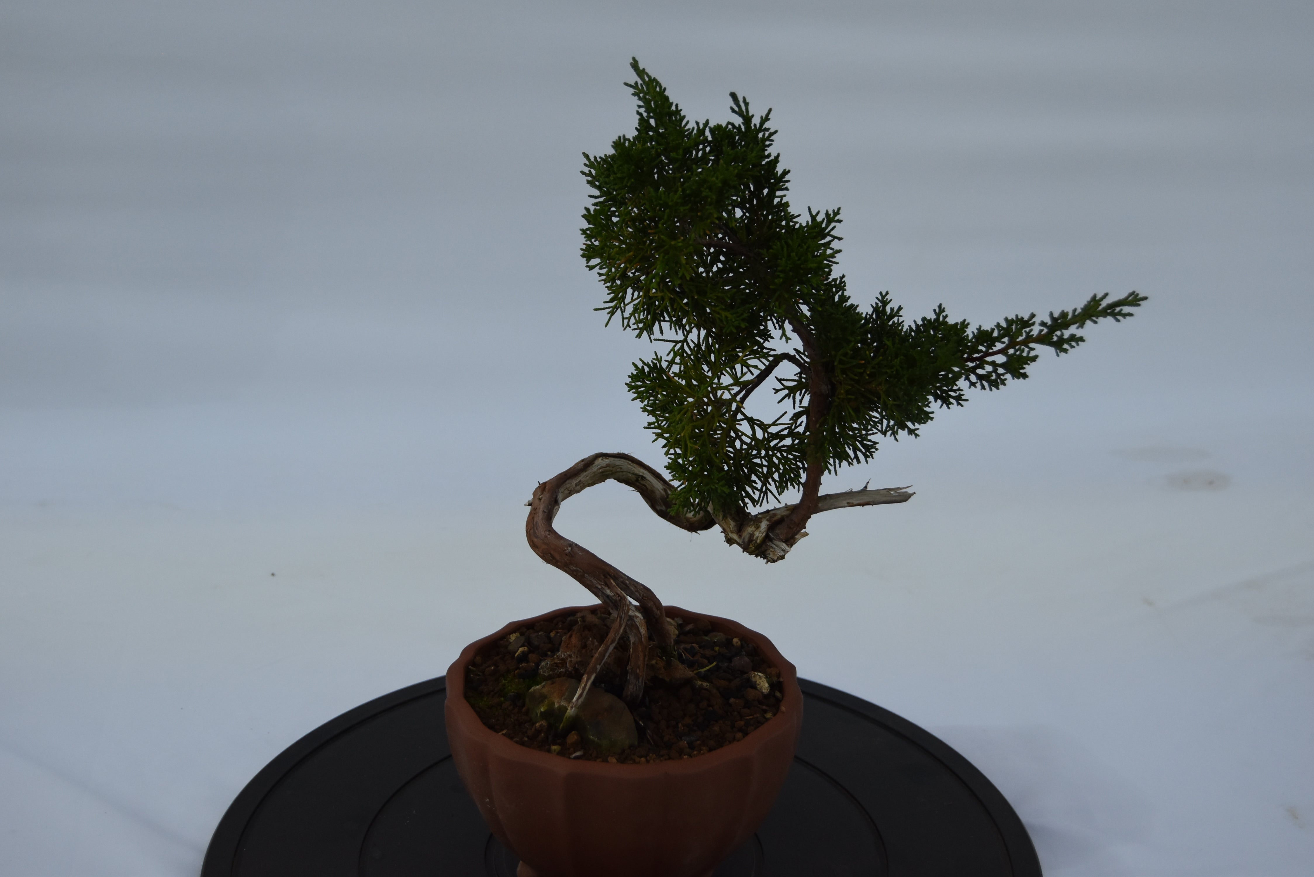 Ginepro Kishu con secco €180 | La Gemma del bonsai