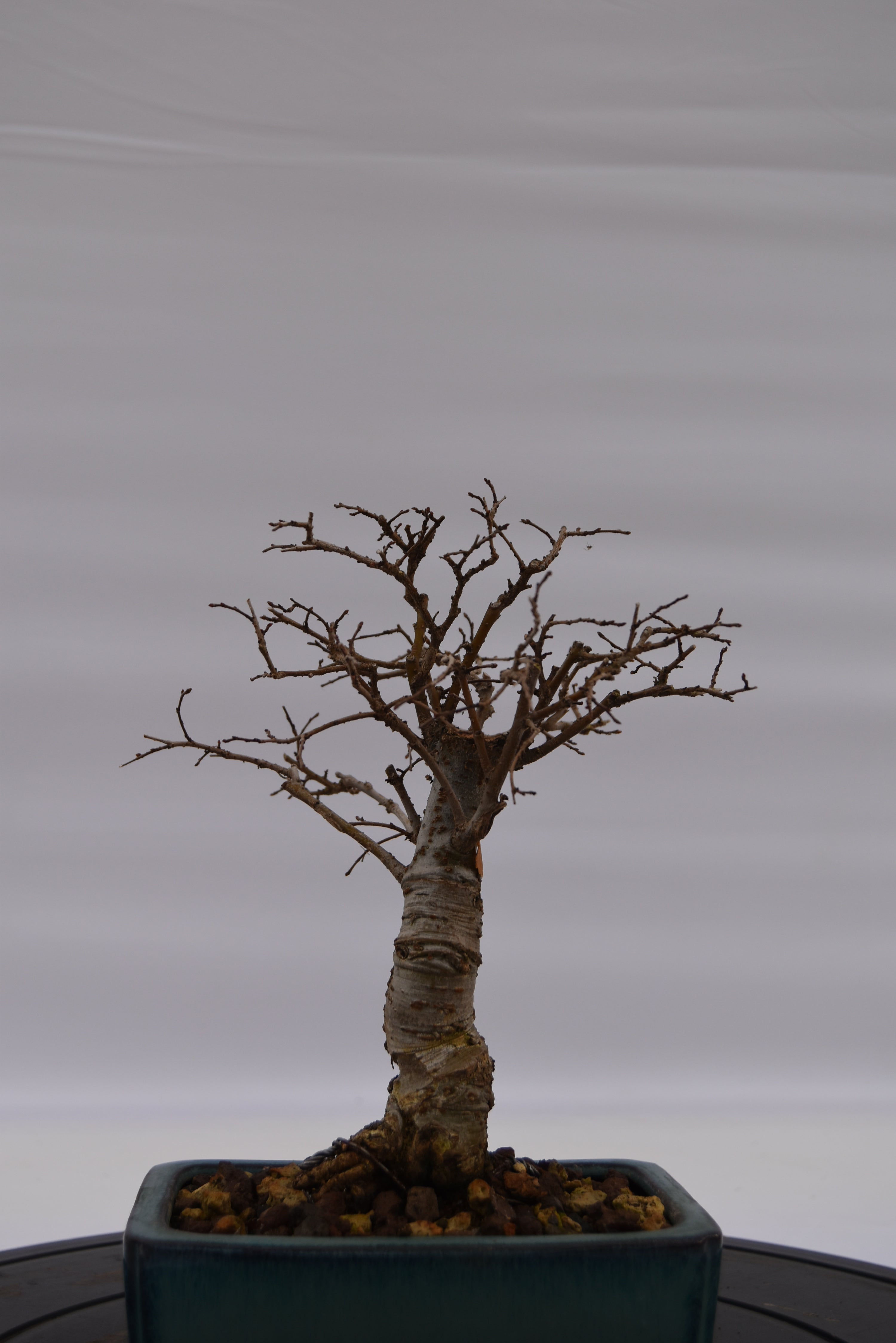 Olmo Zelkova € 120 | La Gemma del bonsai