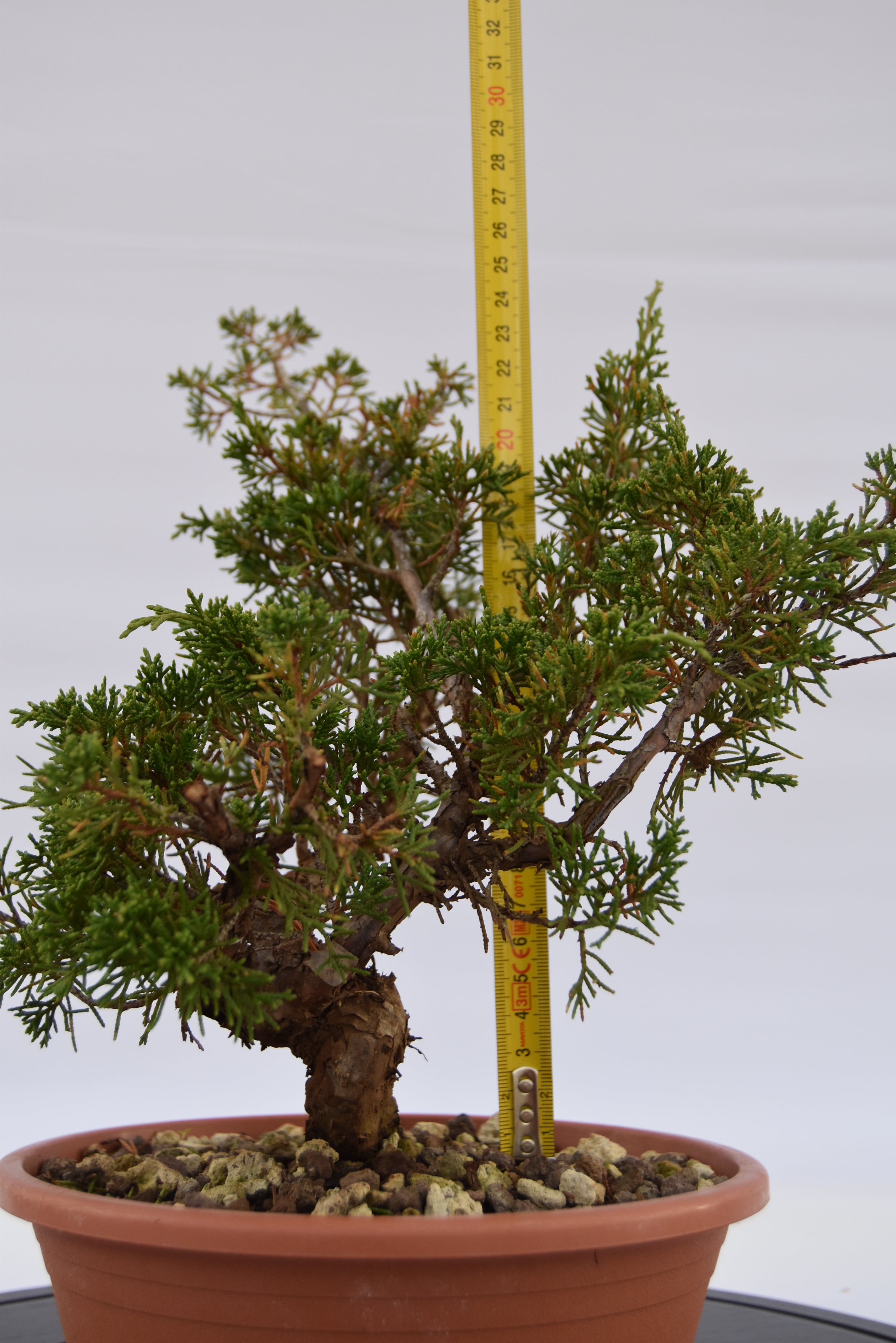 Ginepro Itoigawa €50 | La Gemma del bonsai