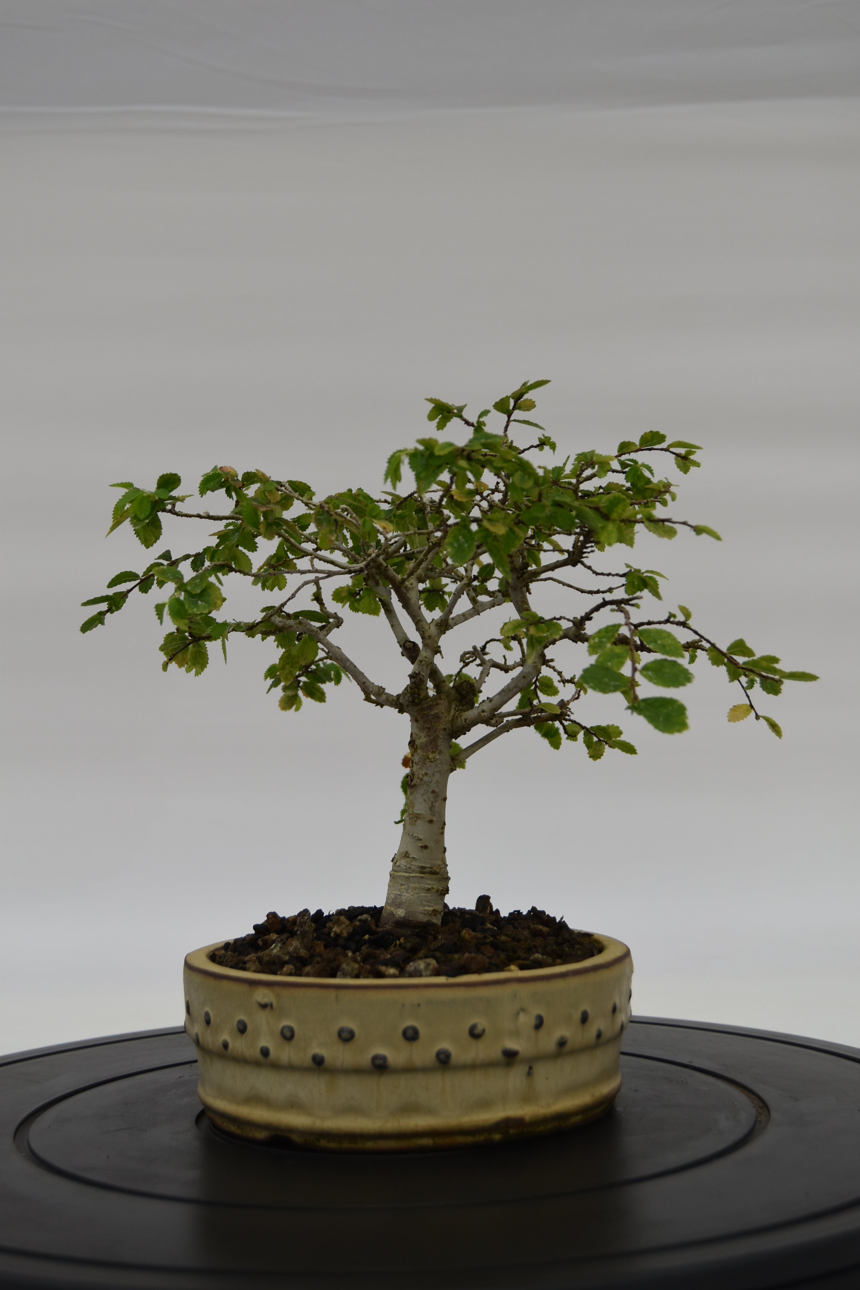 Olmo Zelkova € 120 | La Gemma del bonsai