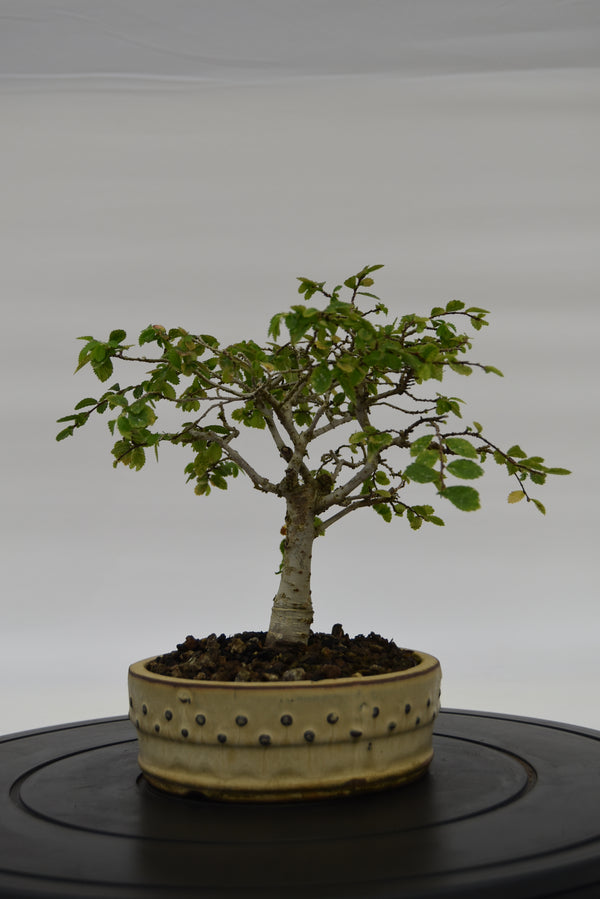 Olmo Zelkova € 120 | La Gemma del bonsai