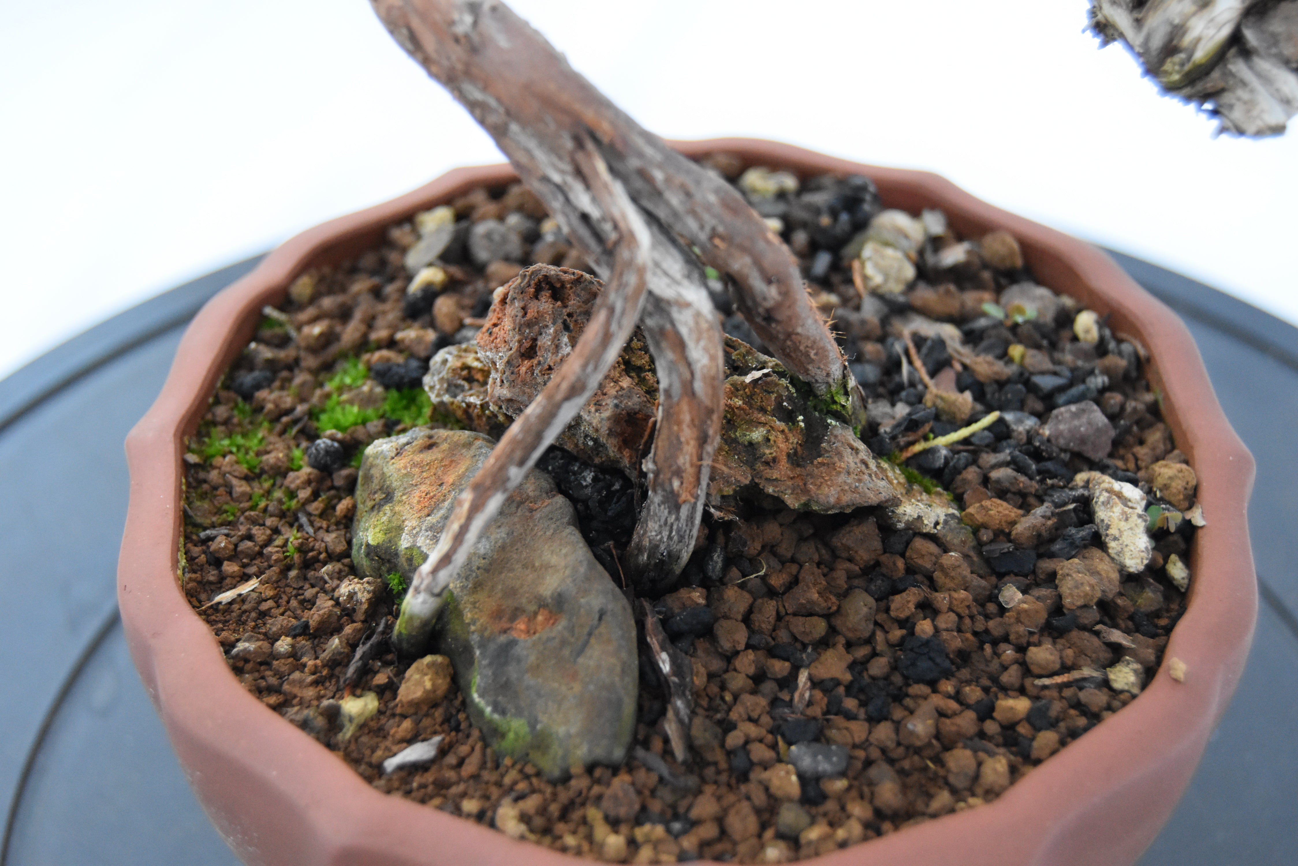 Ginepro Kishu con secco €180 | La Gemma del bonsai