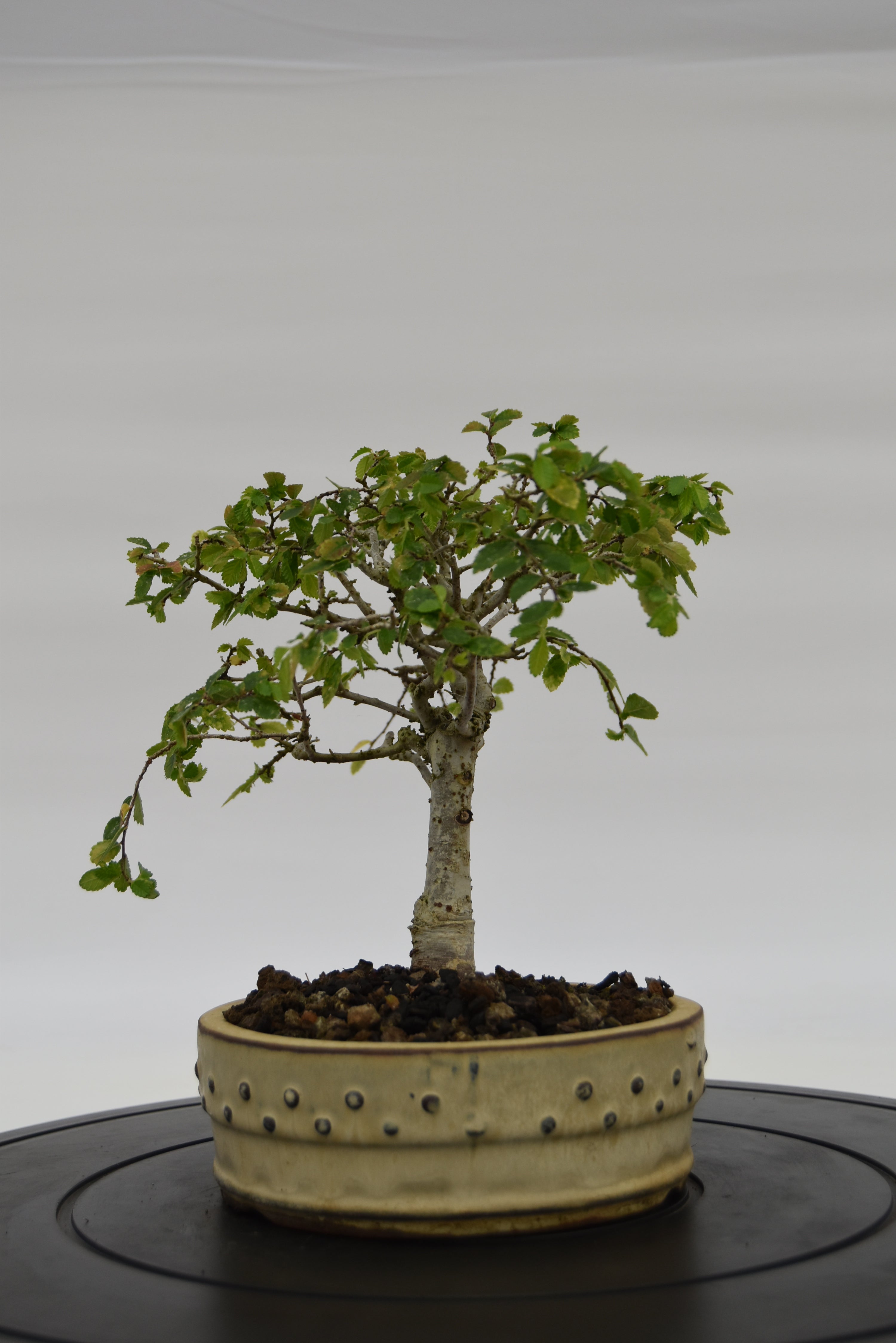 Olmo Zelkova € 120 | La Gemma del bonsai