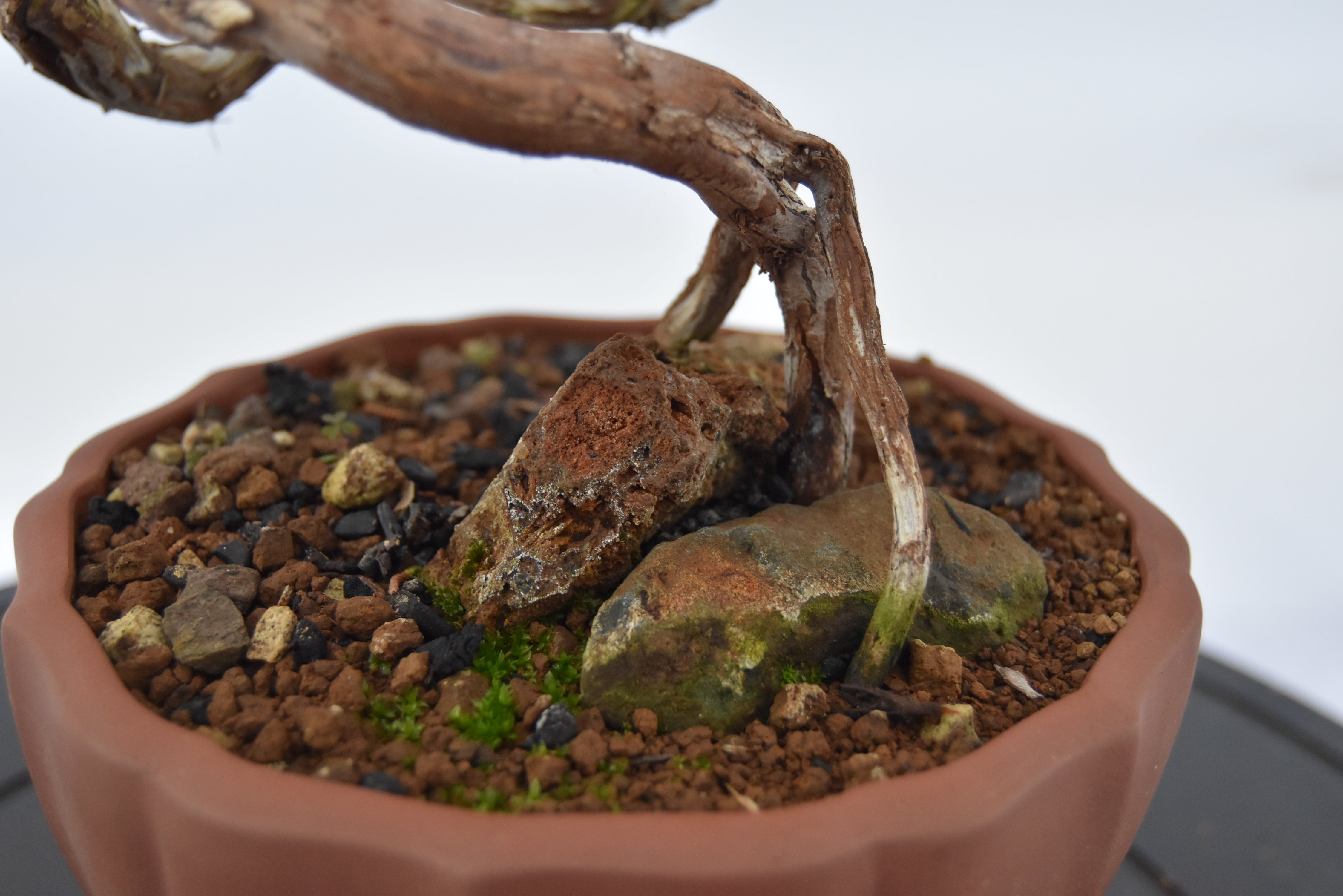 Ginepro Kishu con secco €180 | La Gemma del bonsai