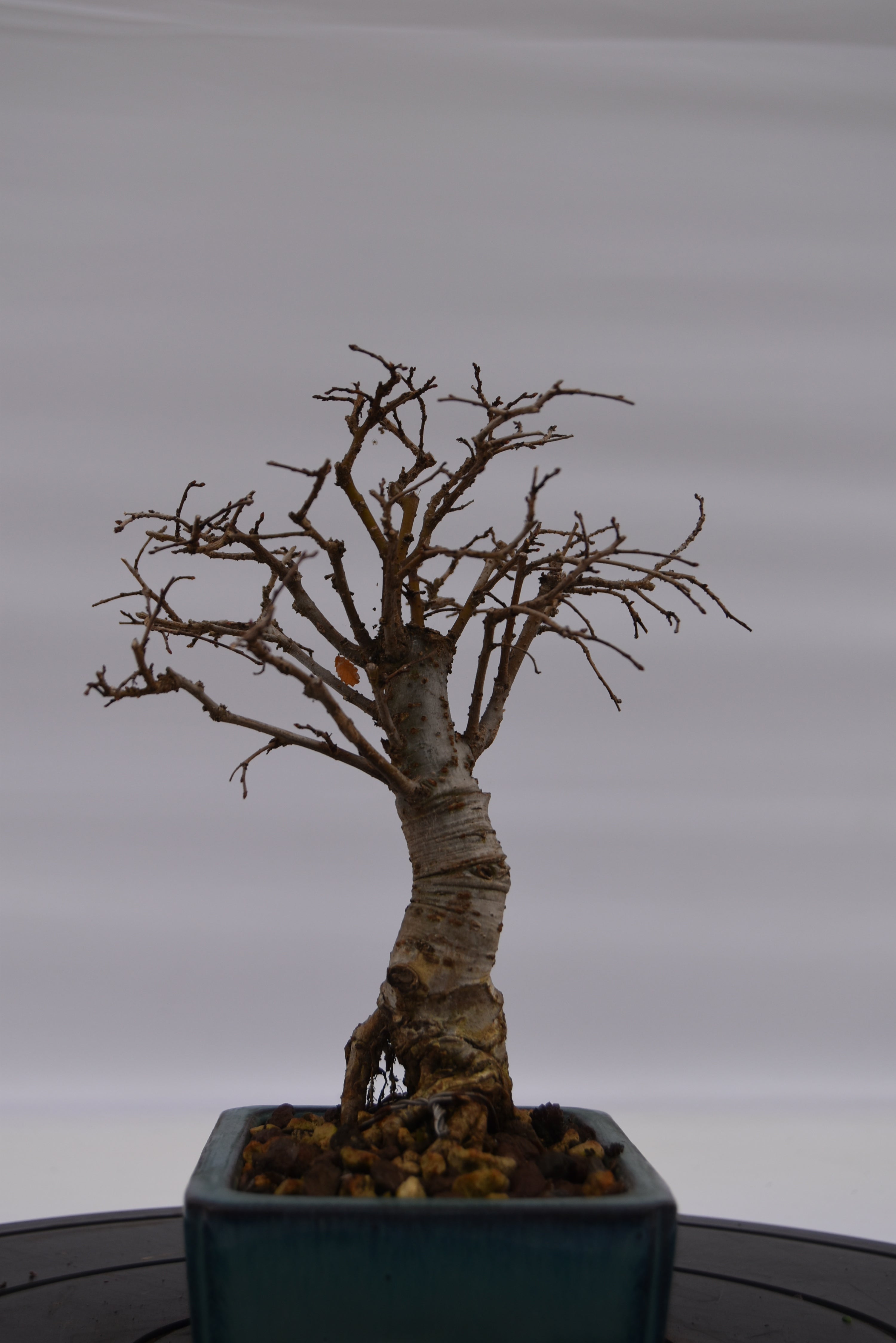 Olmo Zelkova € 120 | La Gemma del bonsai