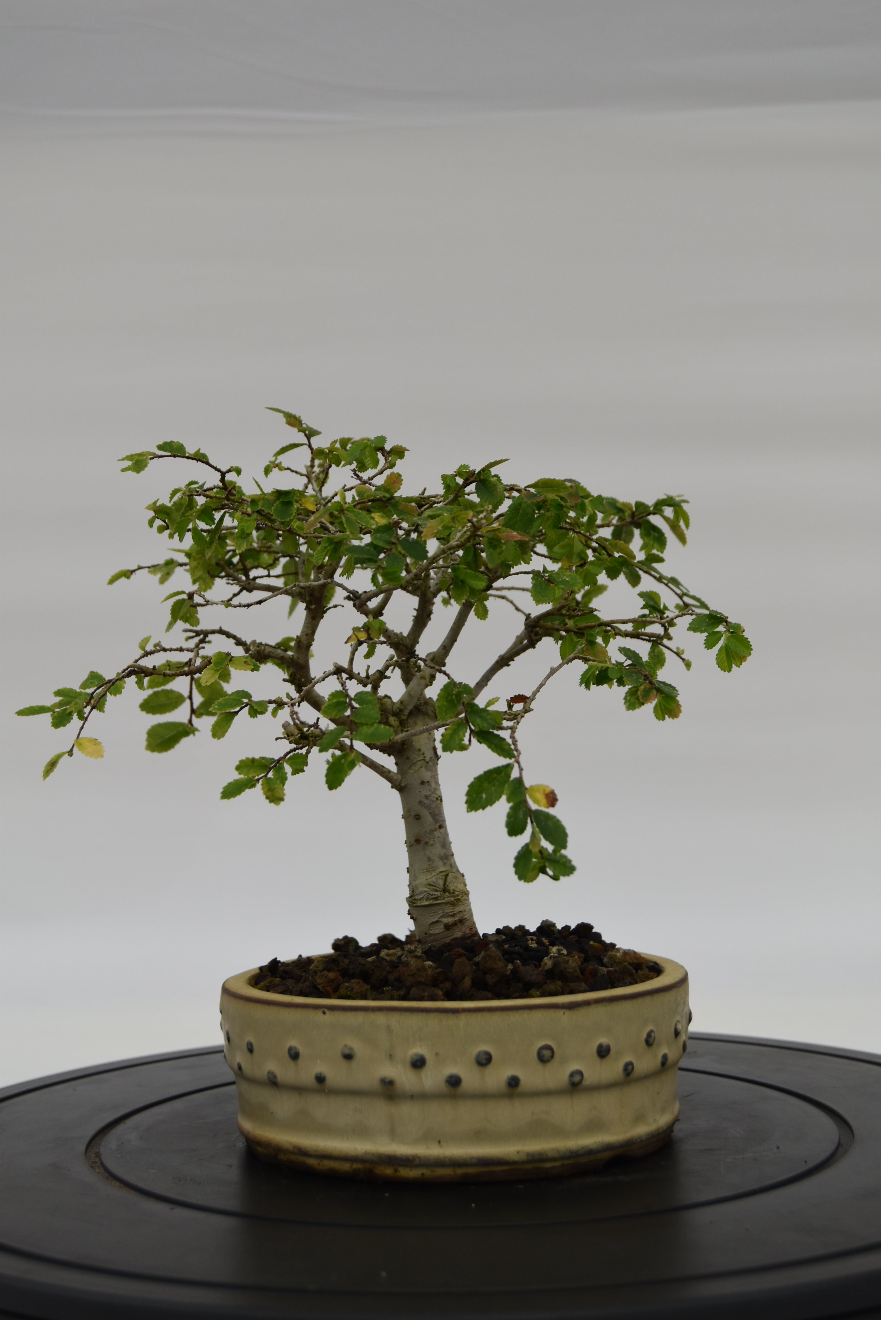 Olmo Zelkova € 120 | La Gemma del bonsai