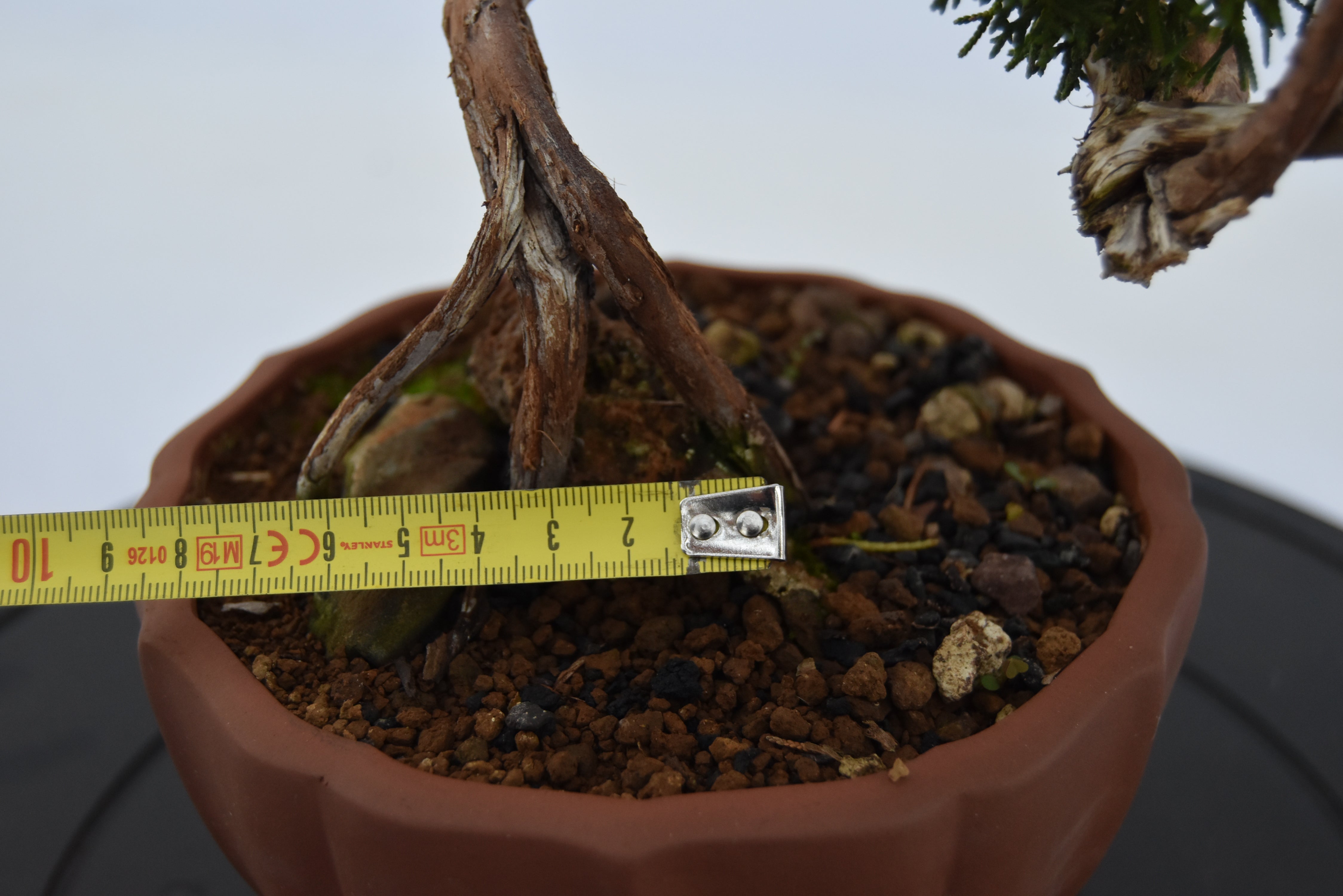 Ginepro Kishu con secco €180 | La Gemma del bonsai