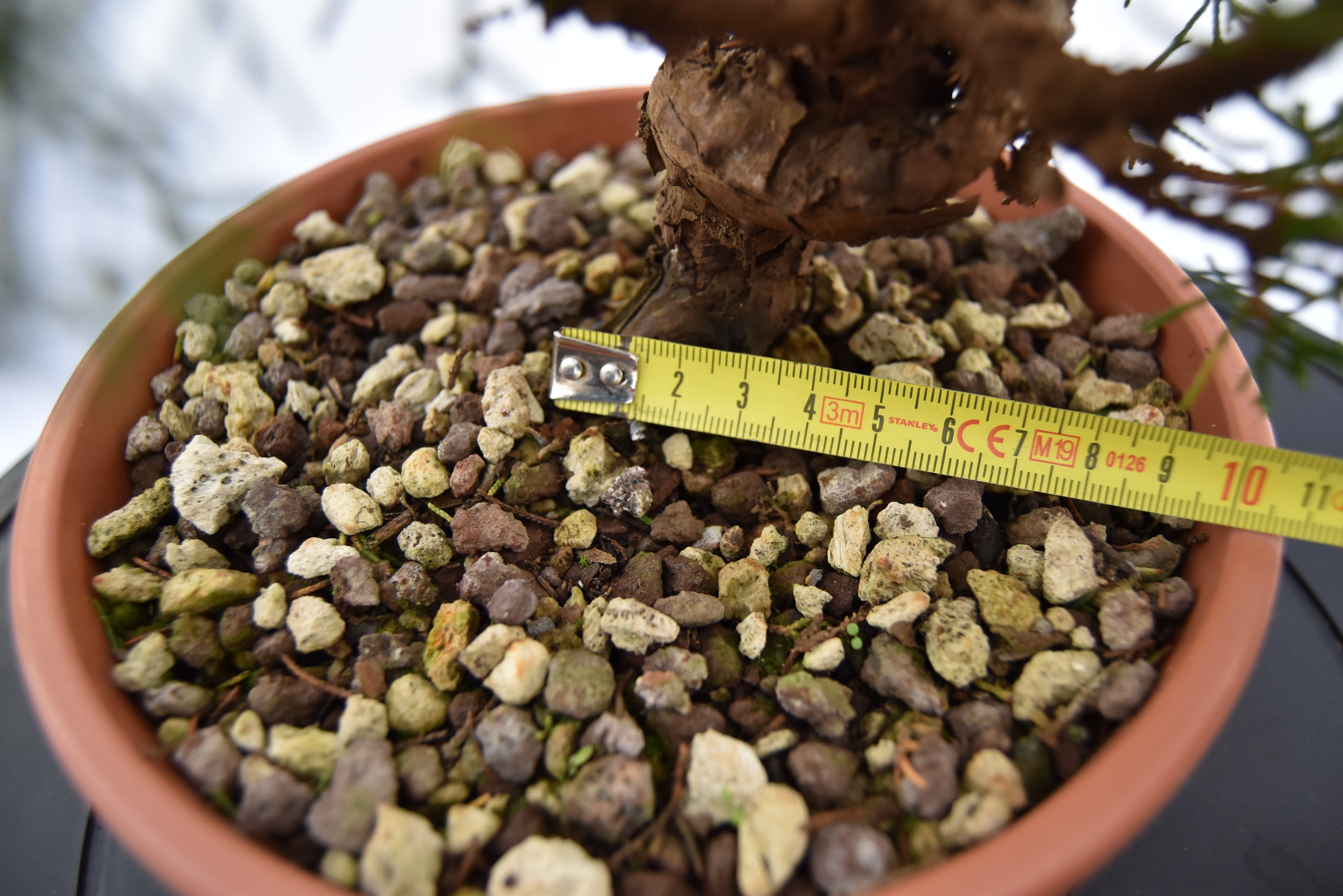 Ginepro Itoigawa €50 | La Gemma del bonsai