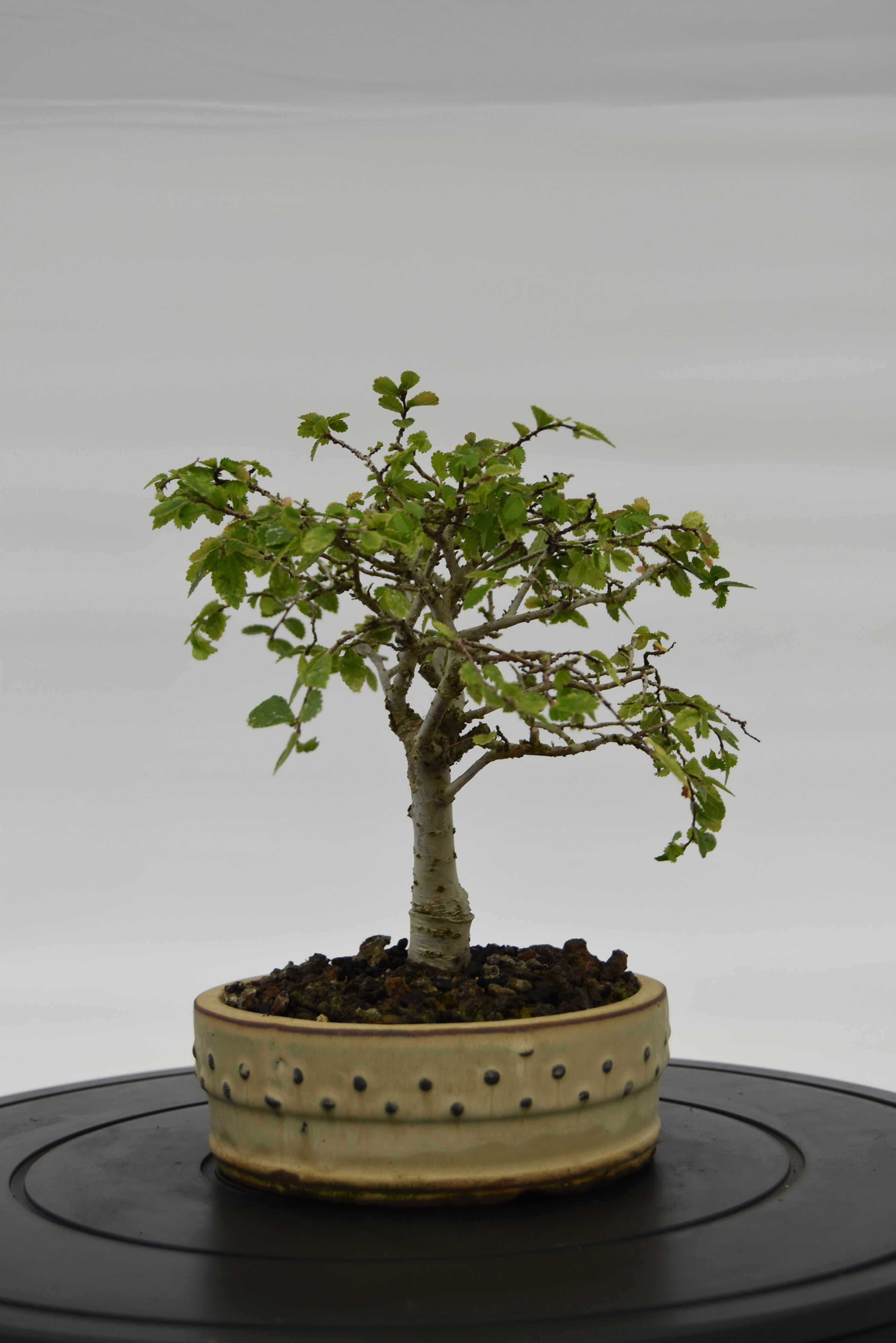 Olmo Zelkova € 120 | La Gemma del bonsai