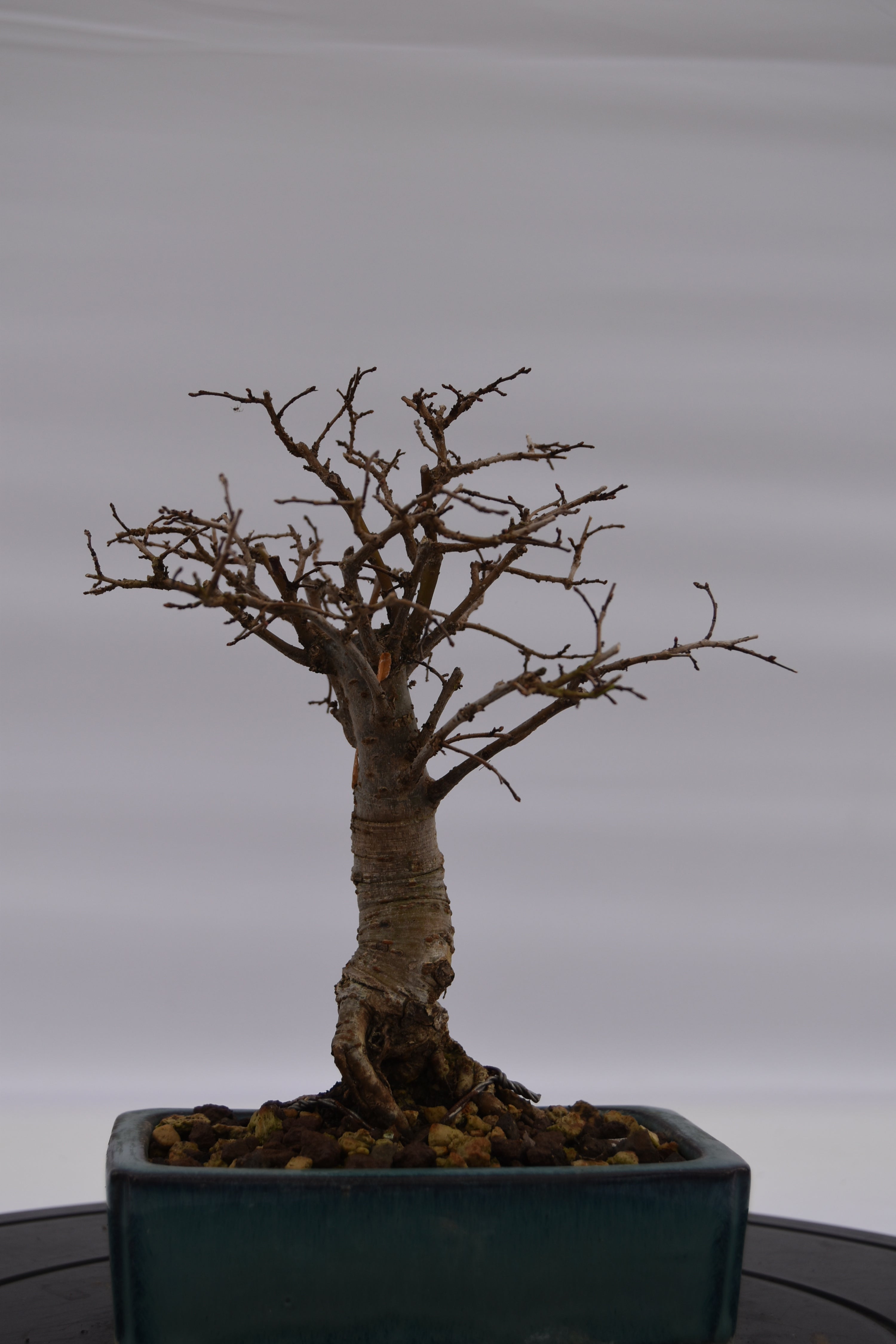 Olmo Zelkova € 120 | La Gemma del bonsai