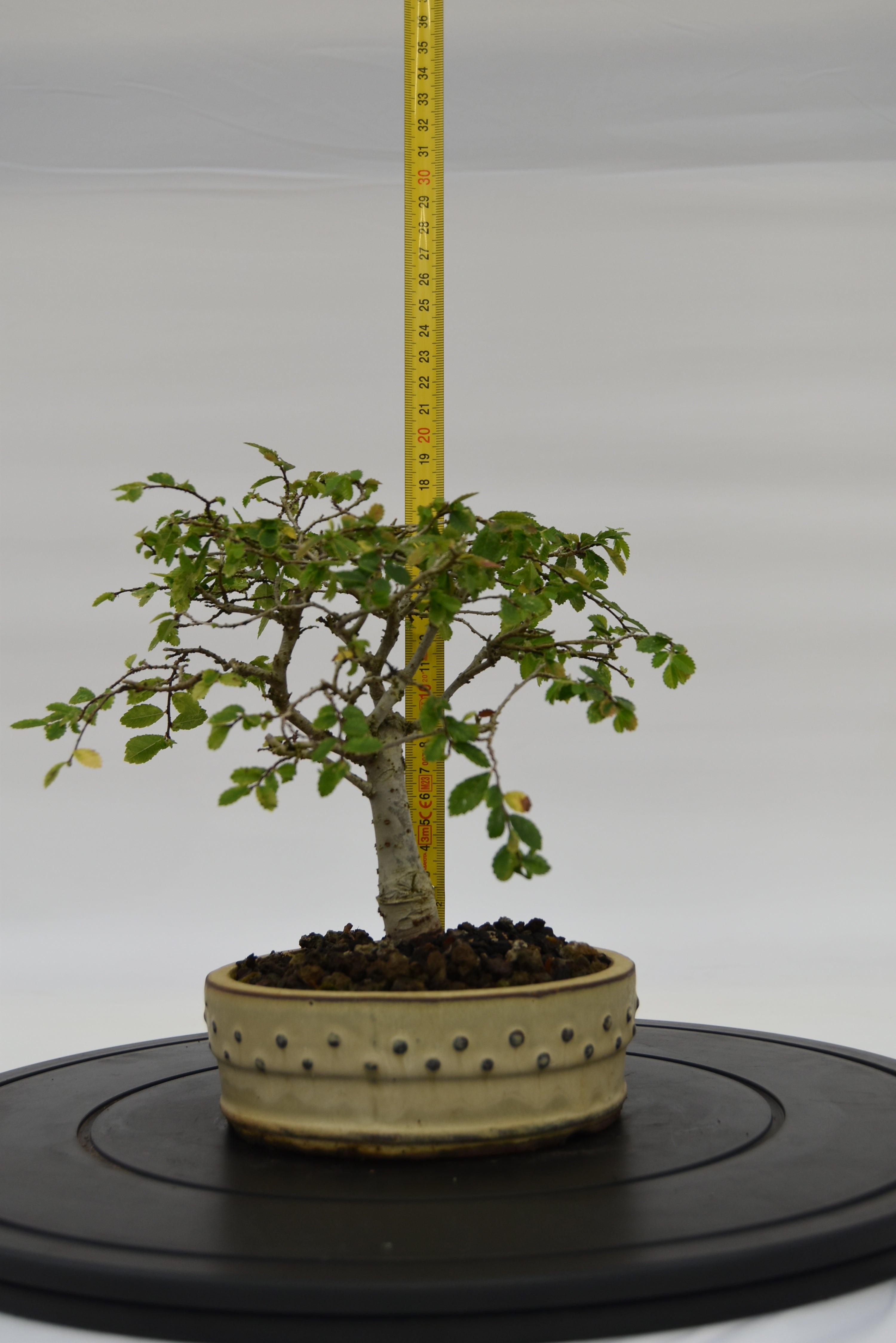 Olmo Zelkova € 120 | La Gemma del bonsai
