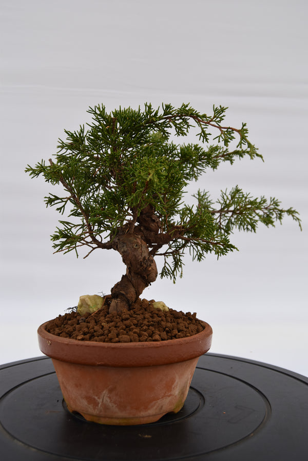 Ginepro Itoigawa €370 | La Gemma del bonsai