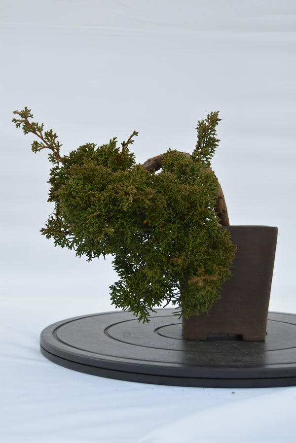 Ginepro Kishu semicascata | La Gemma del Bonsai
