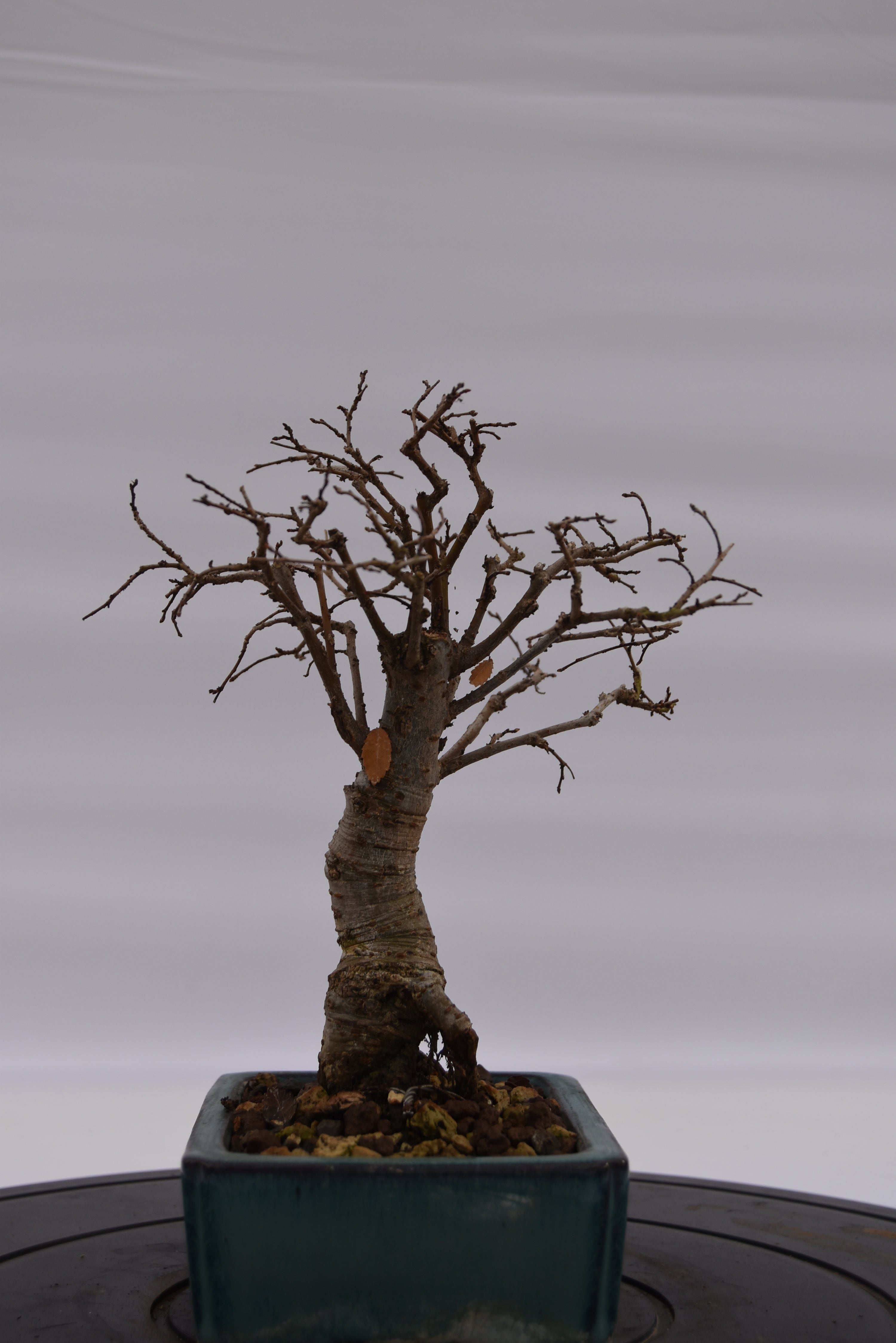 Olmo Zelkova € 120 | La Gemma del bonsai
