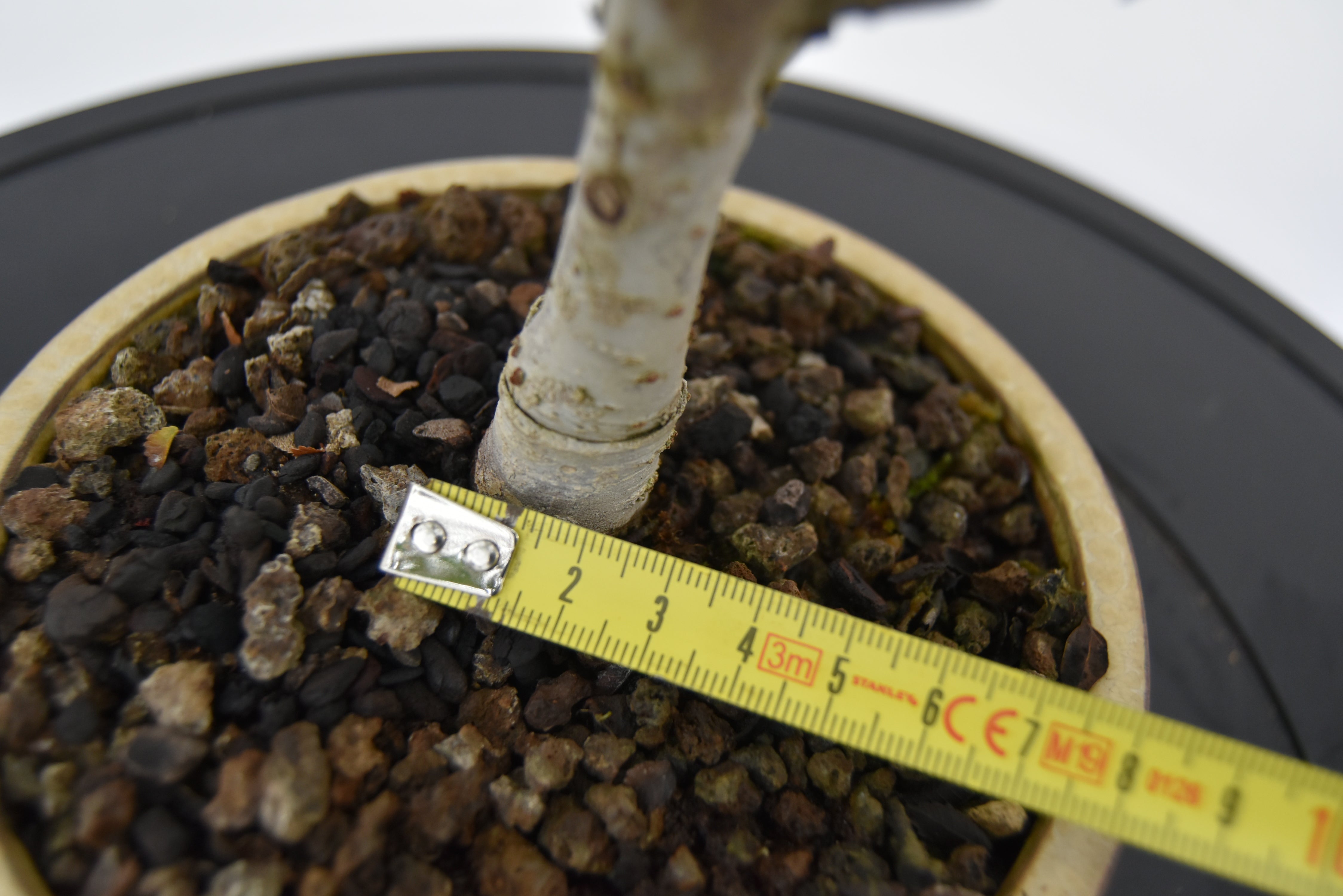 Olmo Zelkova € 120 | La Gemma del bonsai