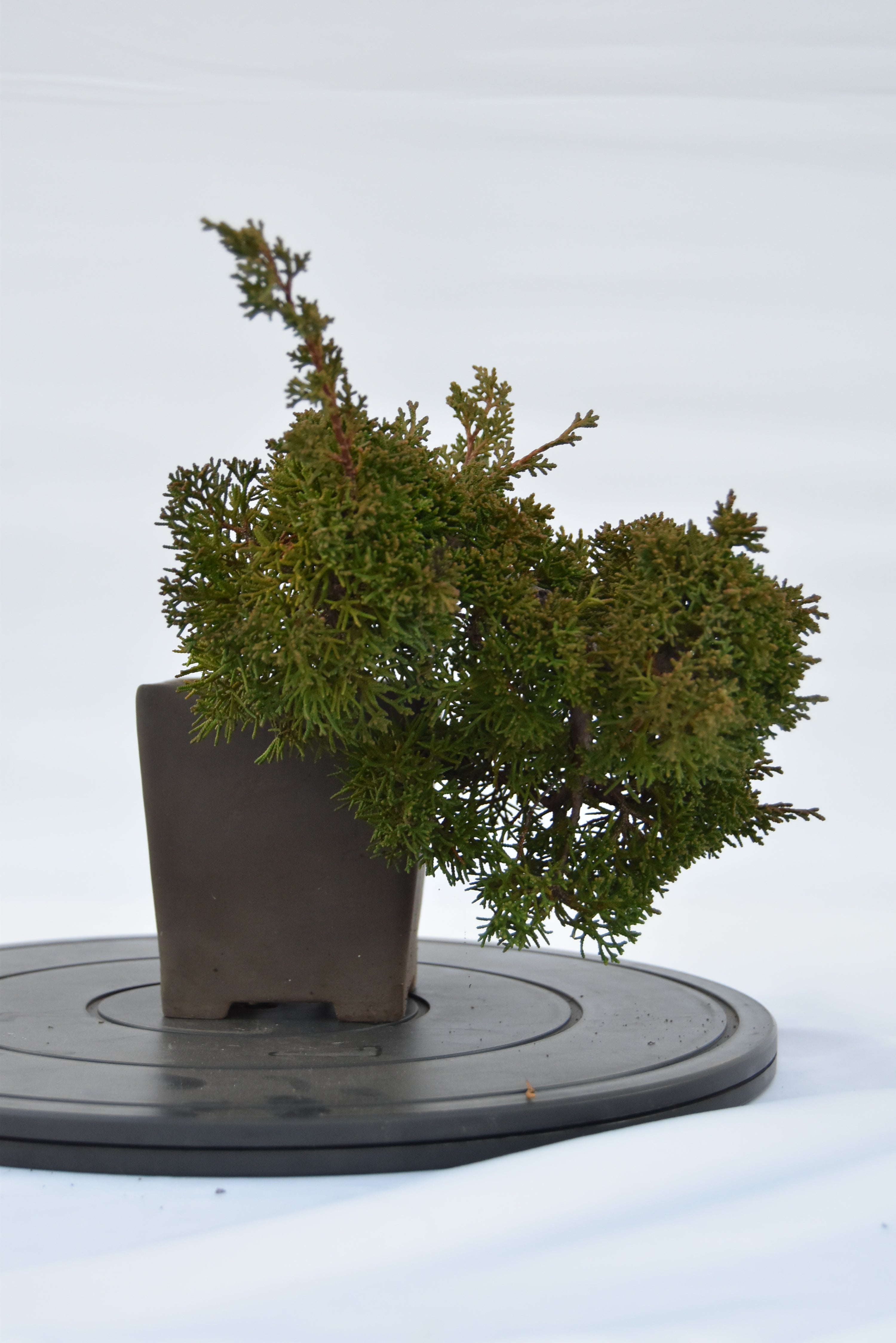 Ginepro Kishu semicascata | La Gemma del Bonsai