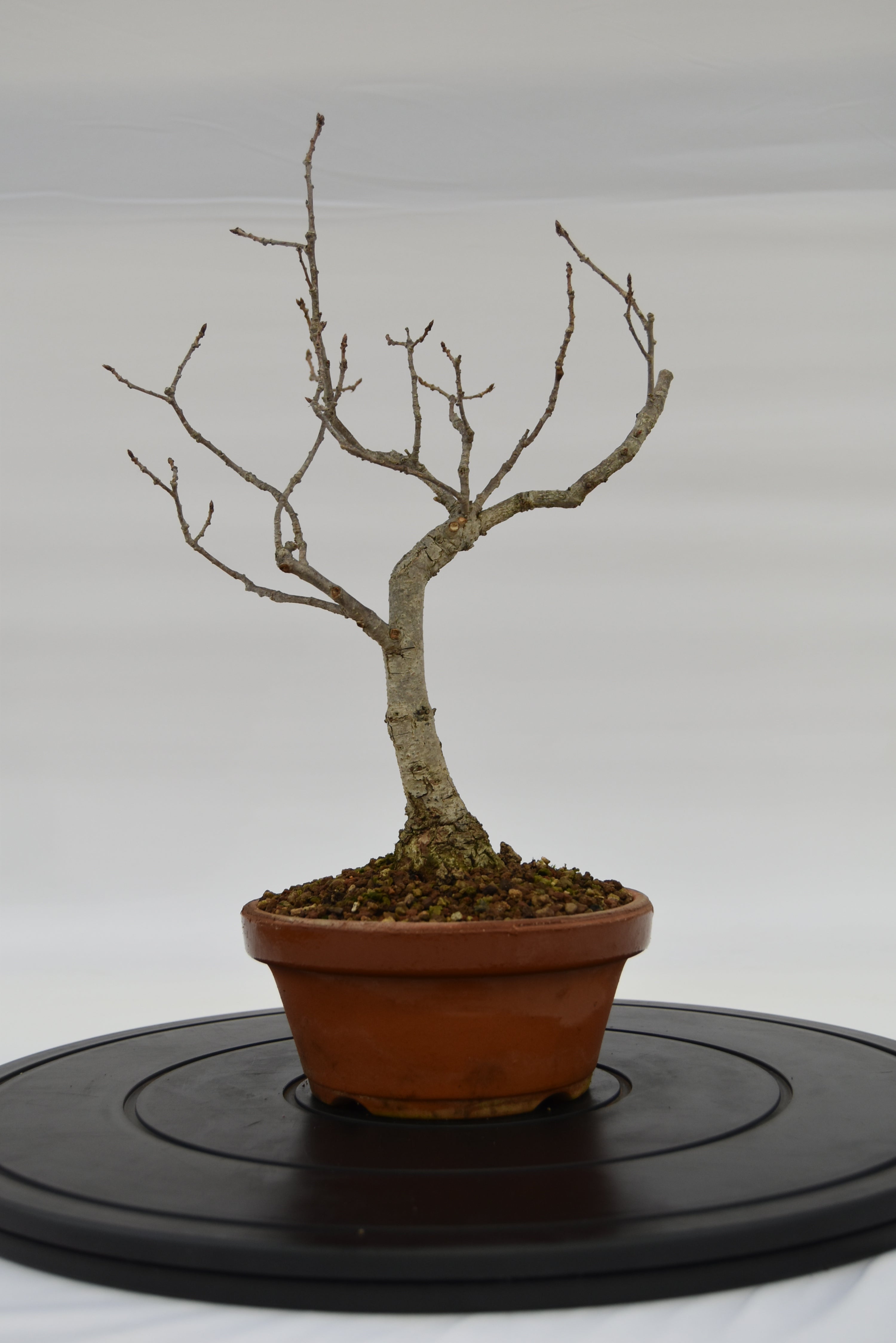 Quercia Roverella € 120 | La Gemma del bonsai