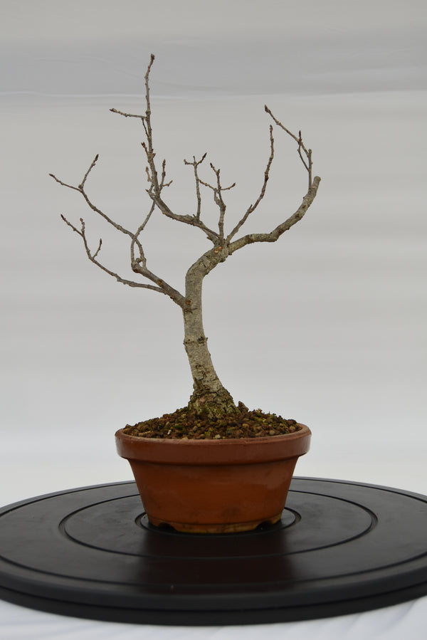 Quercia Roverella € 120 | La Gemma del bonsai