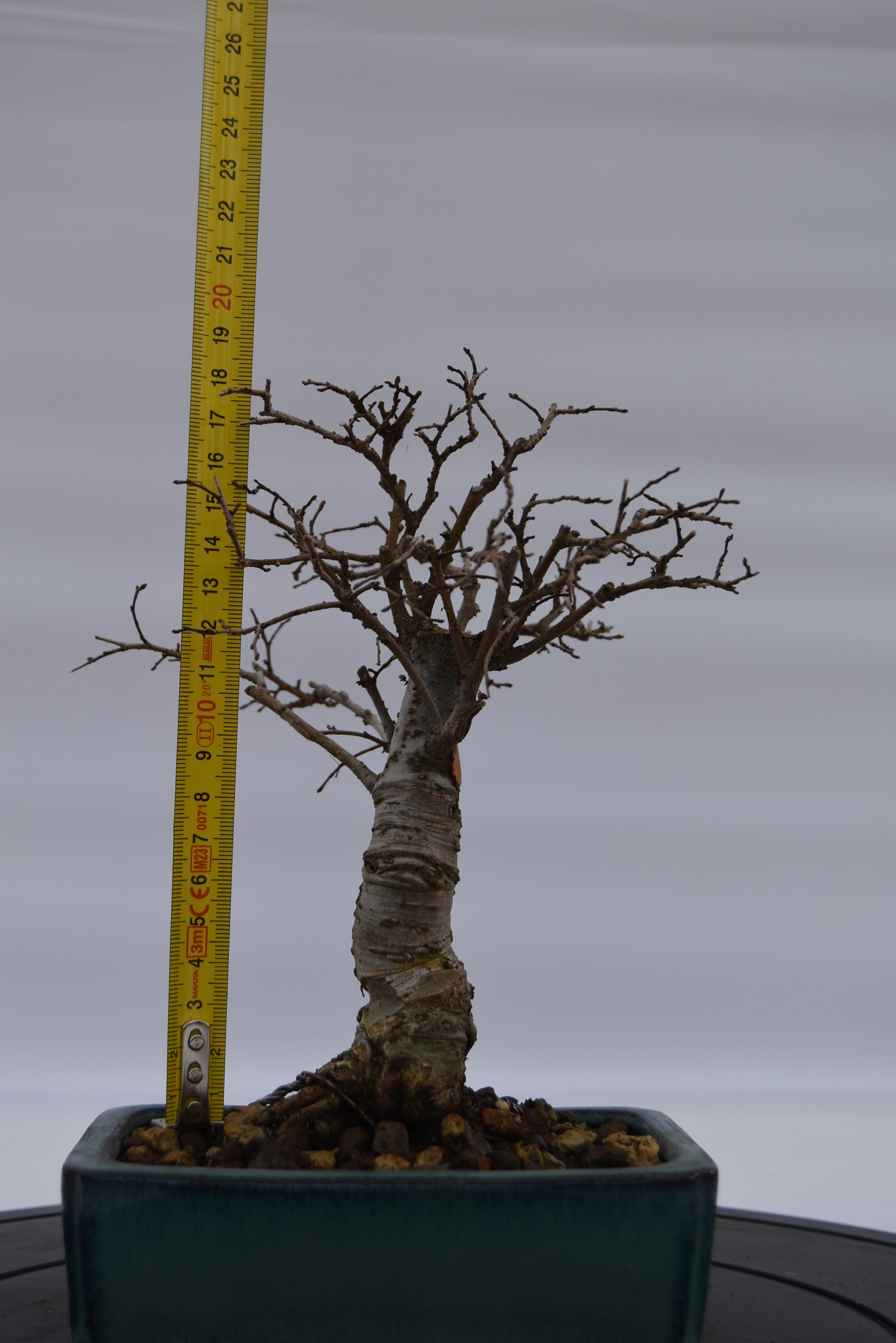 Olmo Zelkova € 120 | La Gemma del bonsai