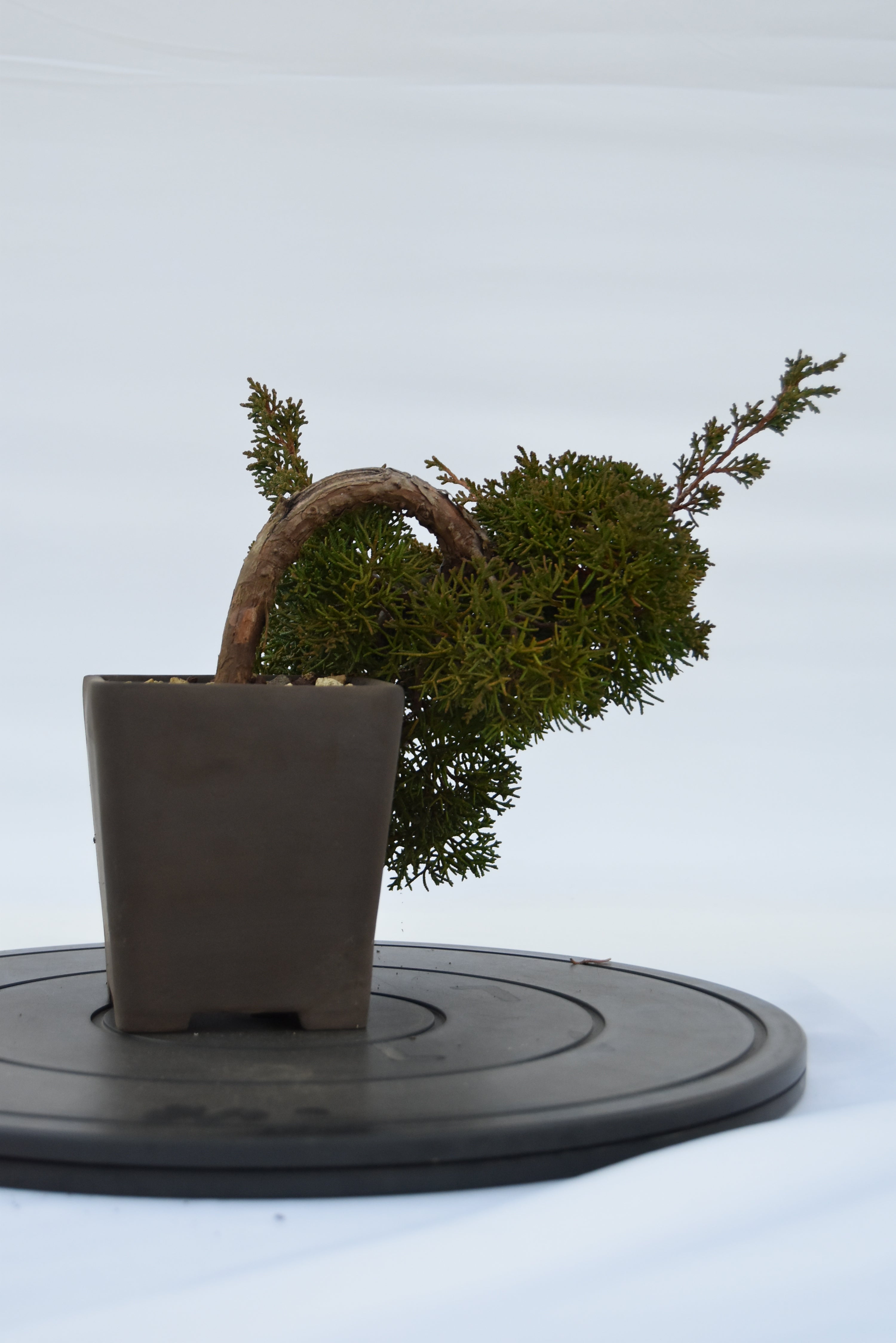 Ginepro Kishu semicascata | La Gemma del Bonsai